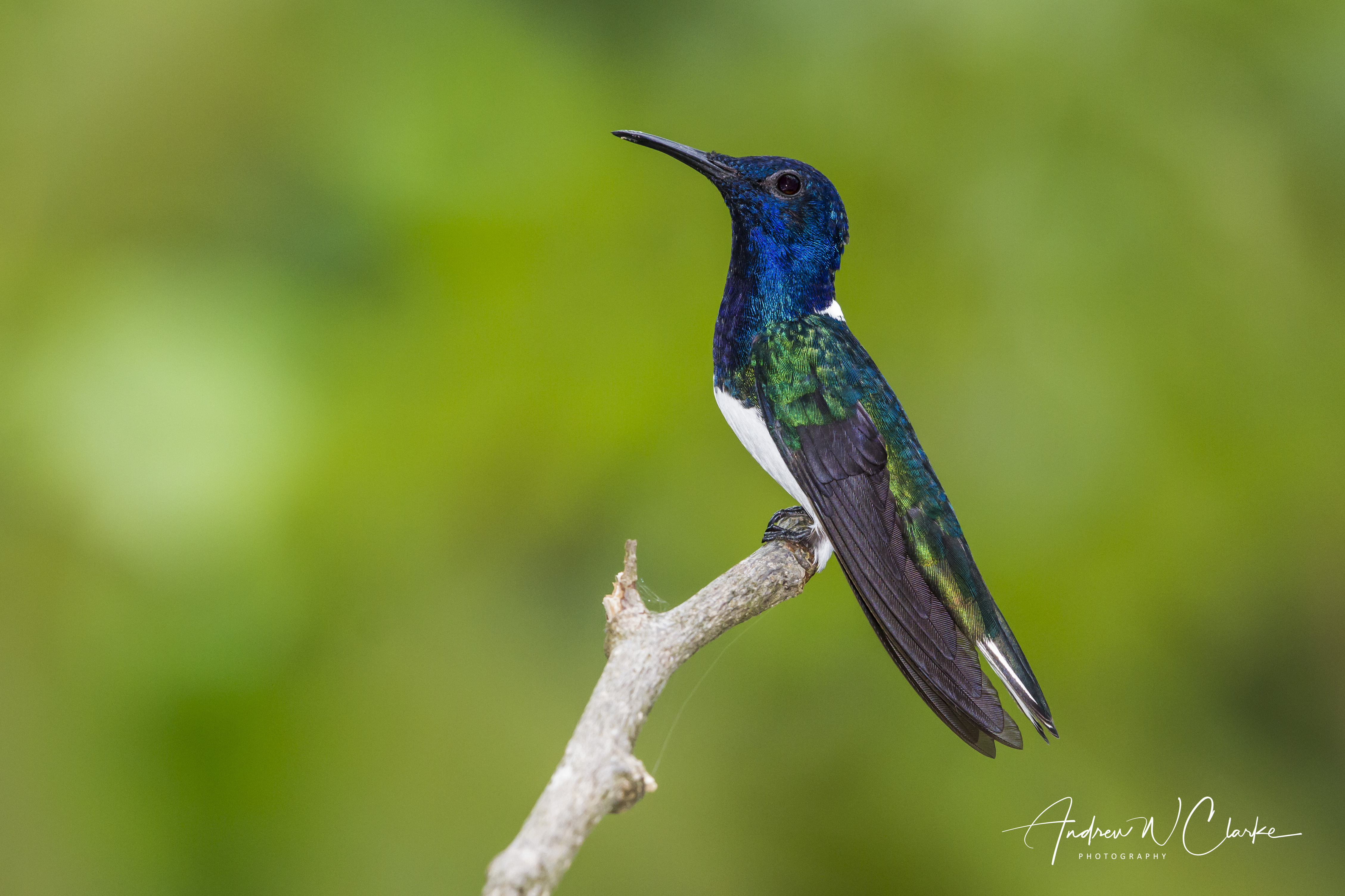 White-necked Jacobin