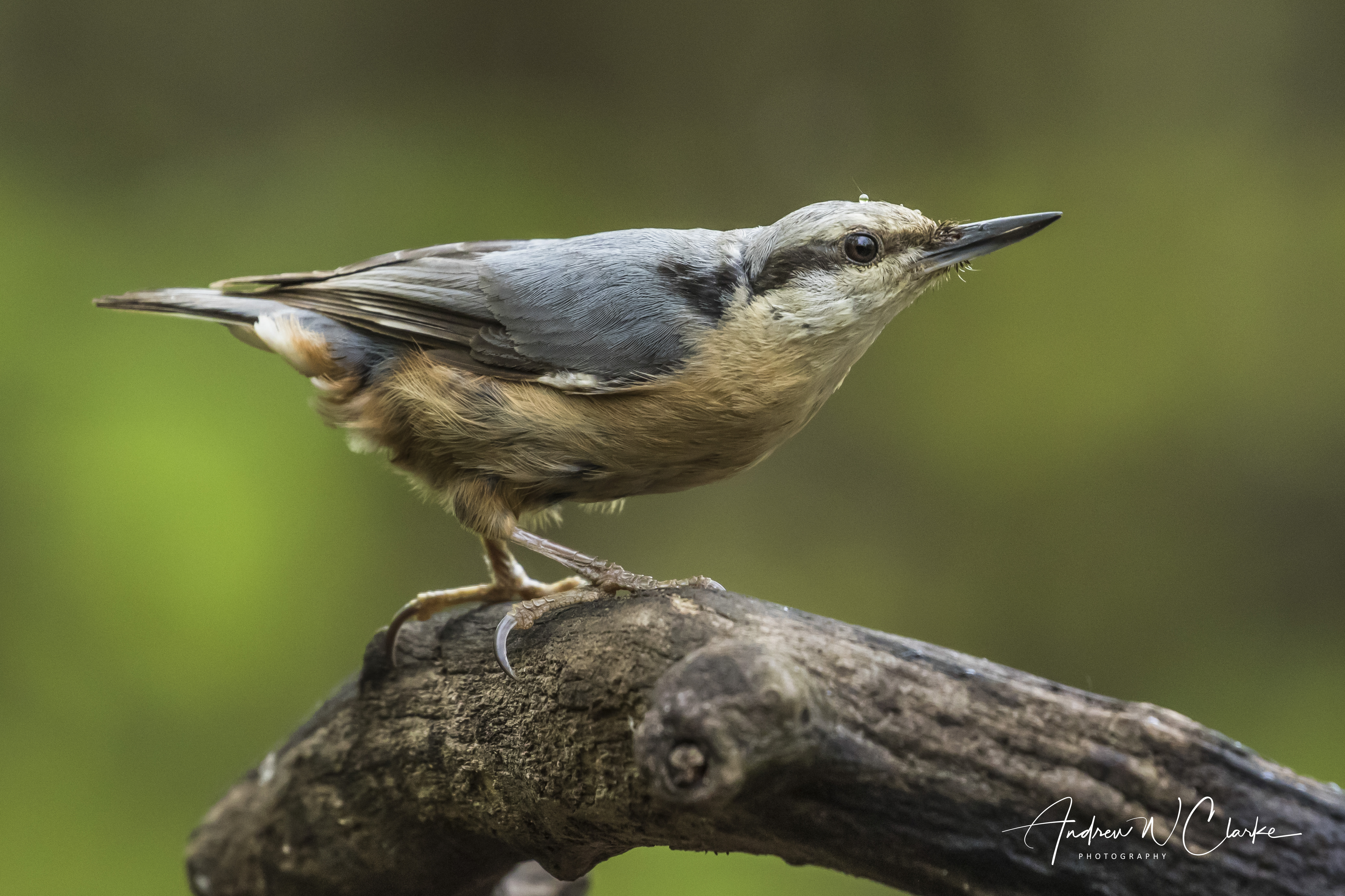 Eurasian Nuthatch