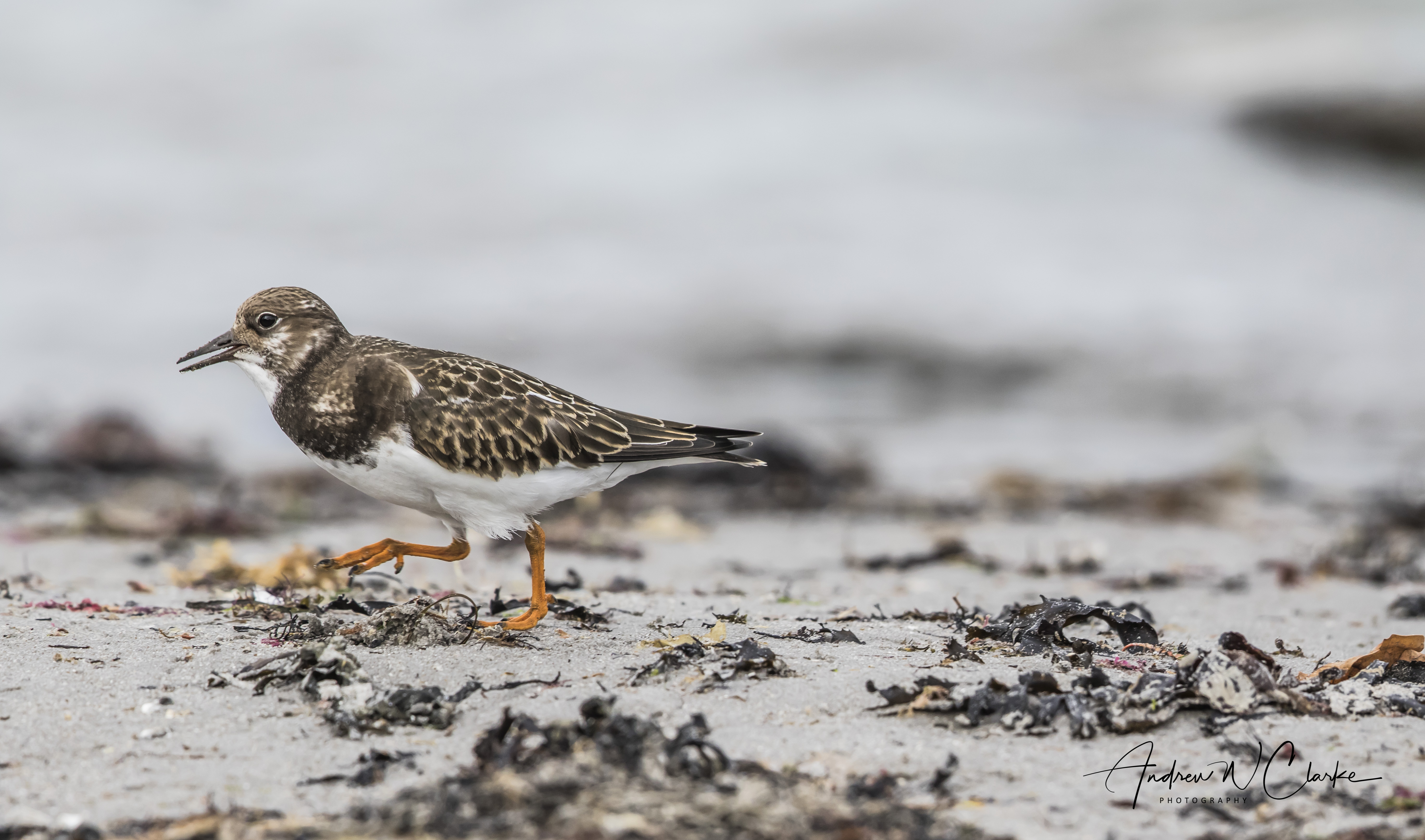 Ruddy Turnstone / Steinvender