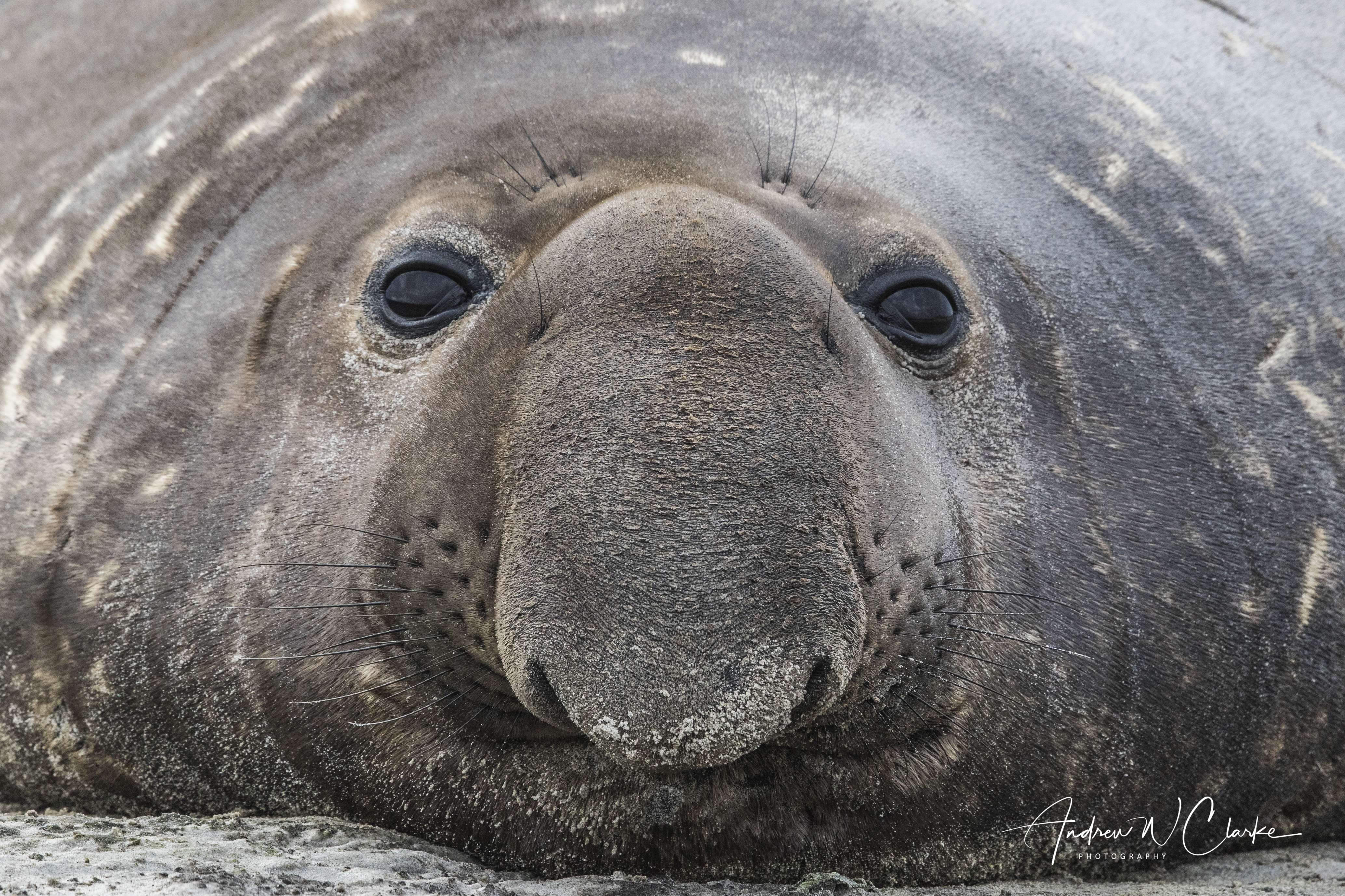 Southern Elephant Seal