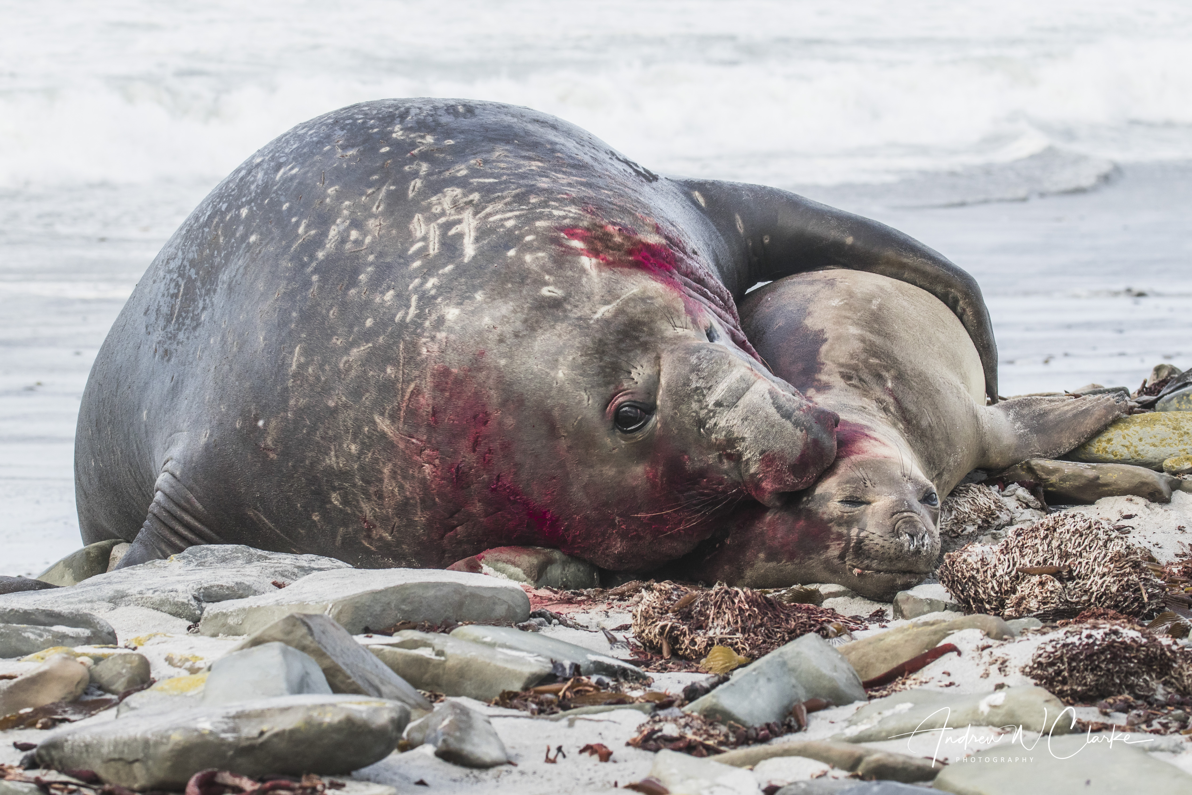 Southern Elephant Seal