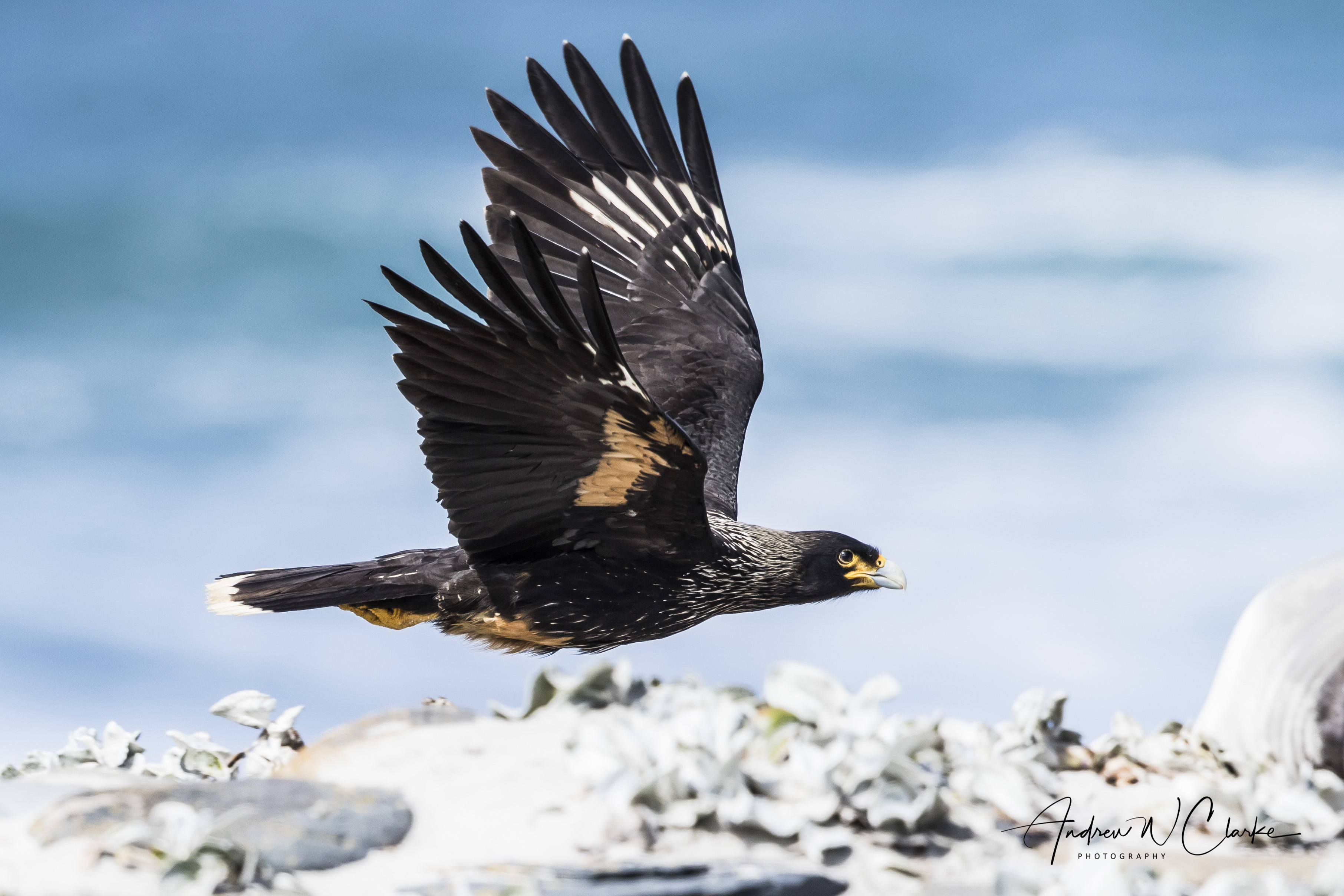 Striated Caracara