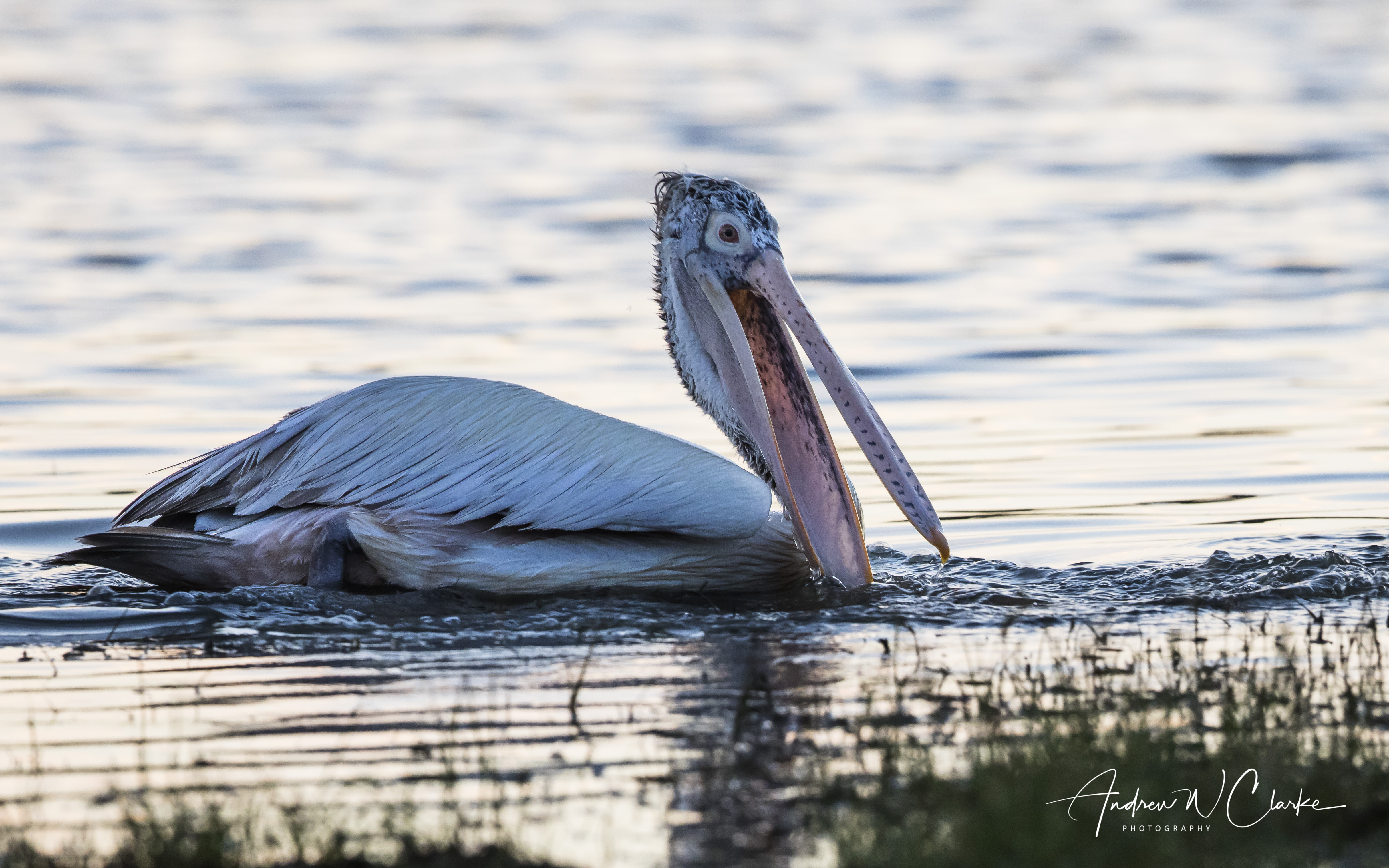 Spot-billed Pelican