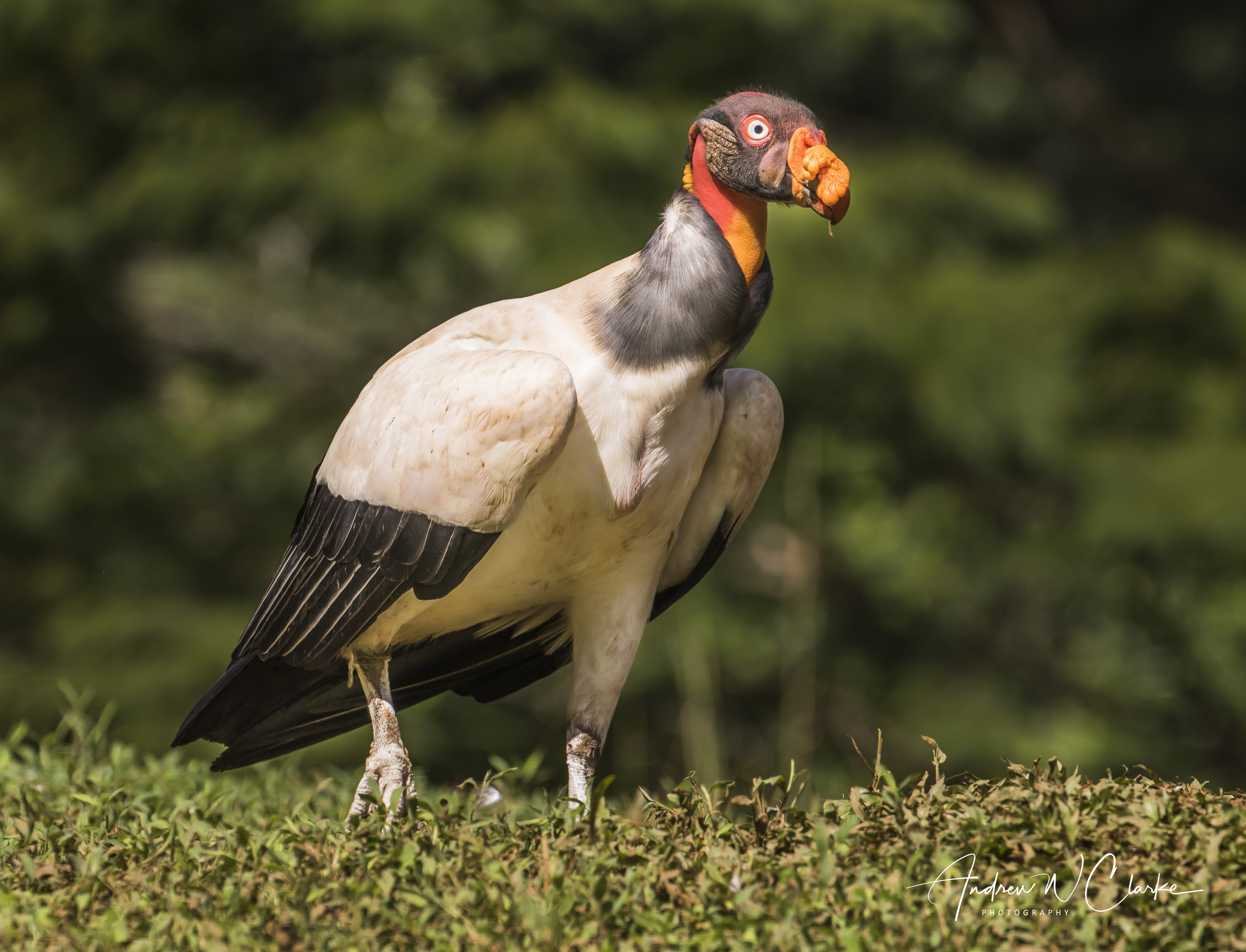 King Vulture