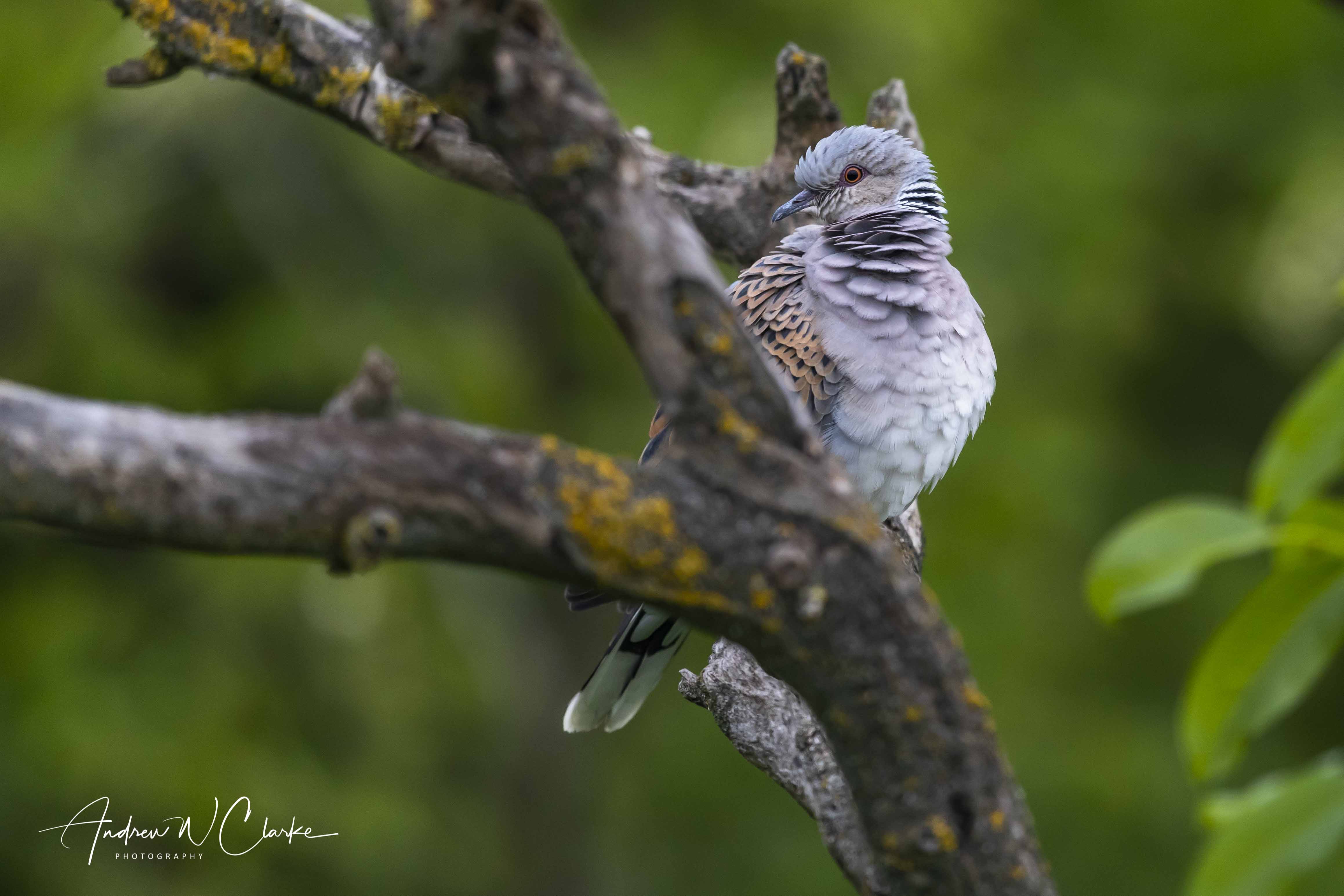 European Turtle-Dove