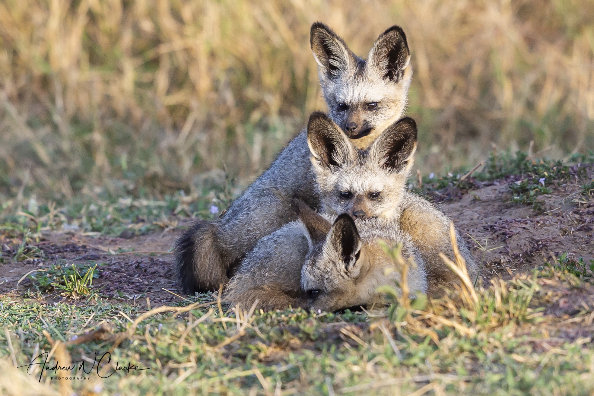Bat-eared Fox