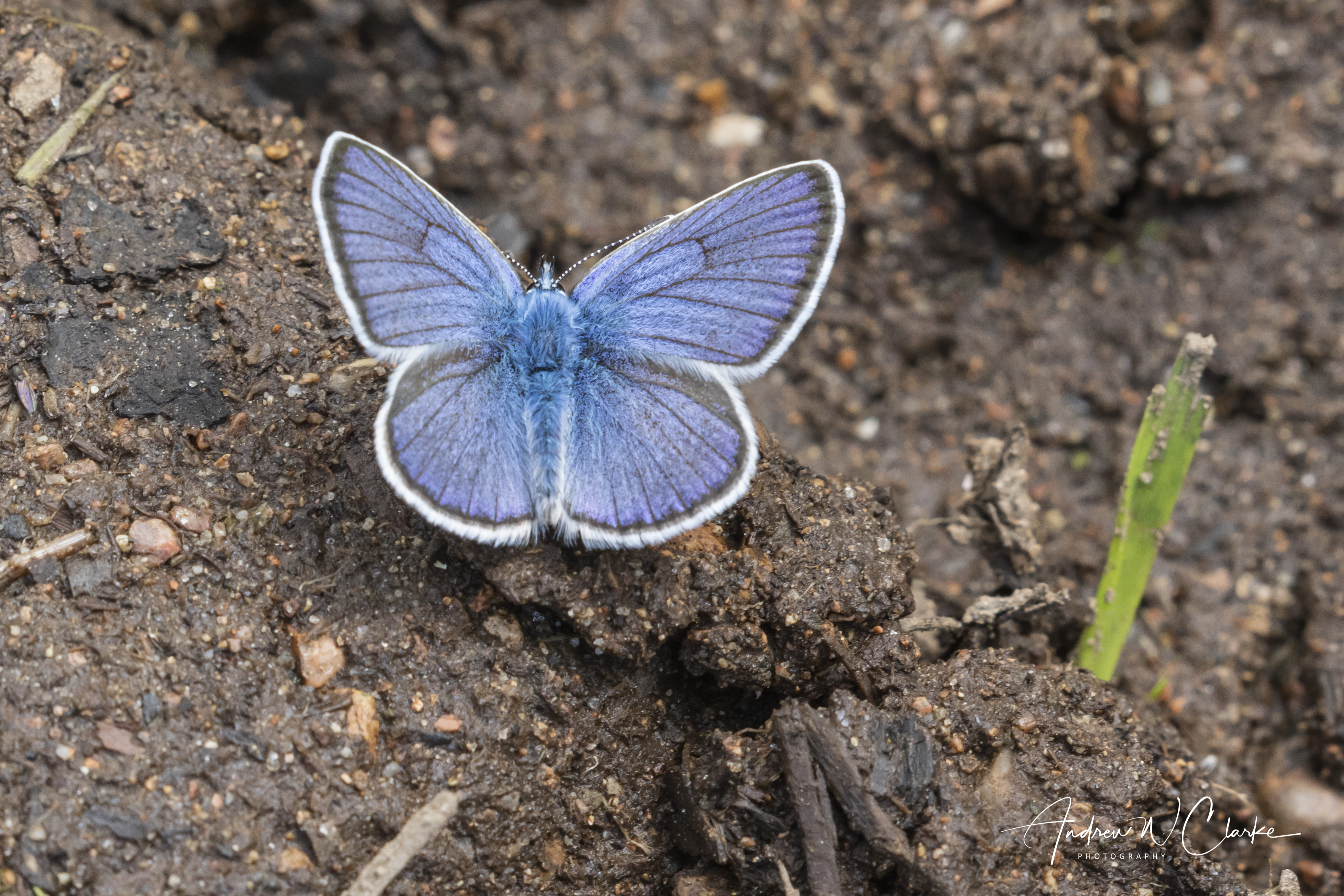 Mazarine Blue