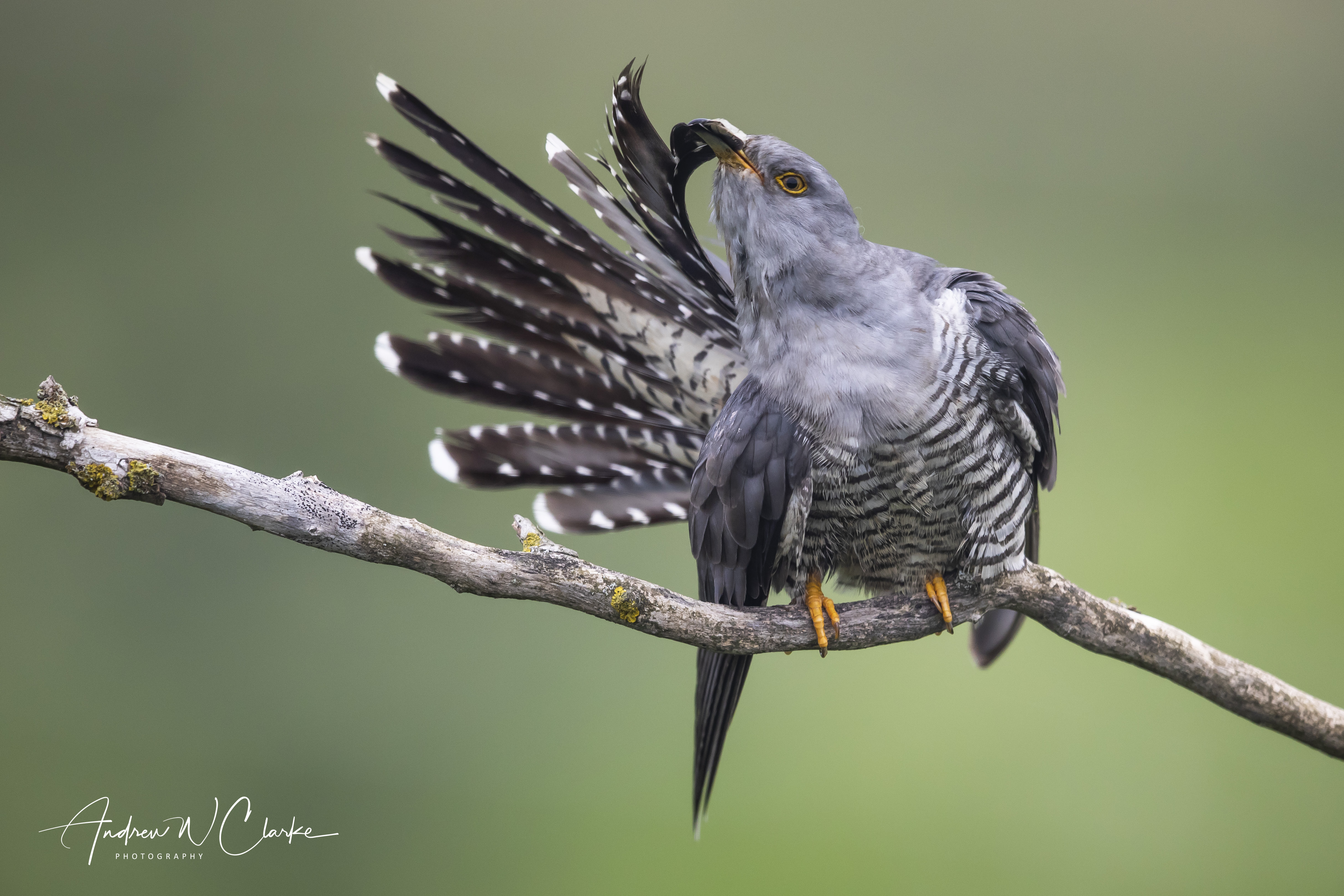 Common Cuckoo