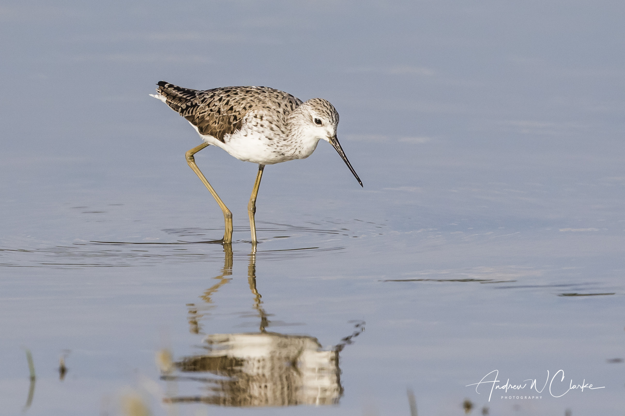 Marsh Sandpiper