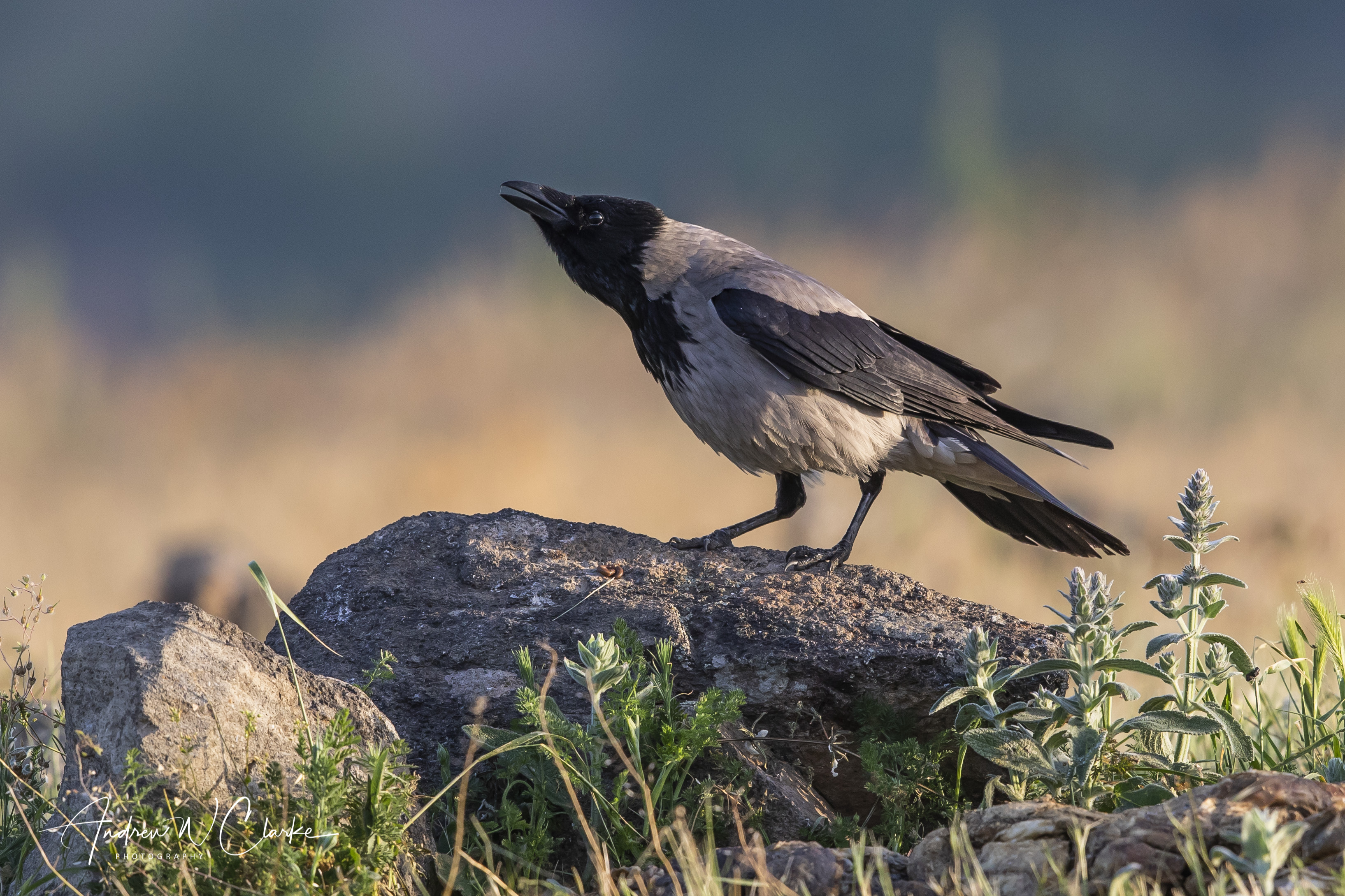 Hooded Crow