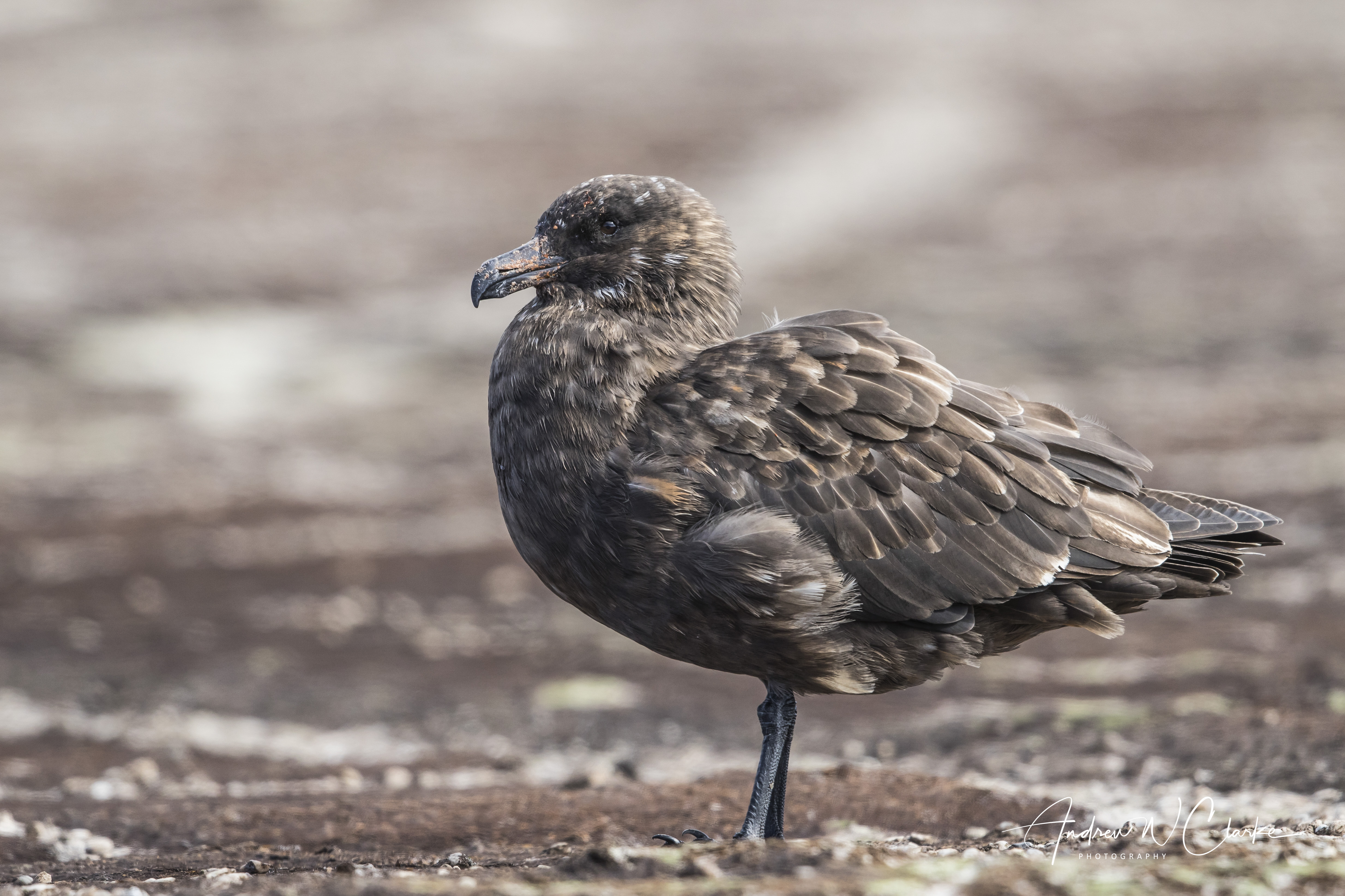 Brown (Falkland) Skua