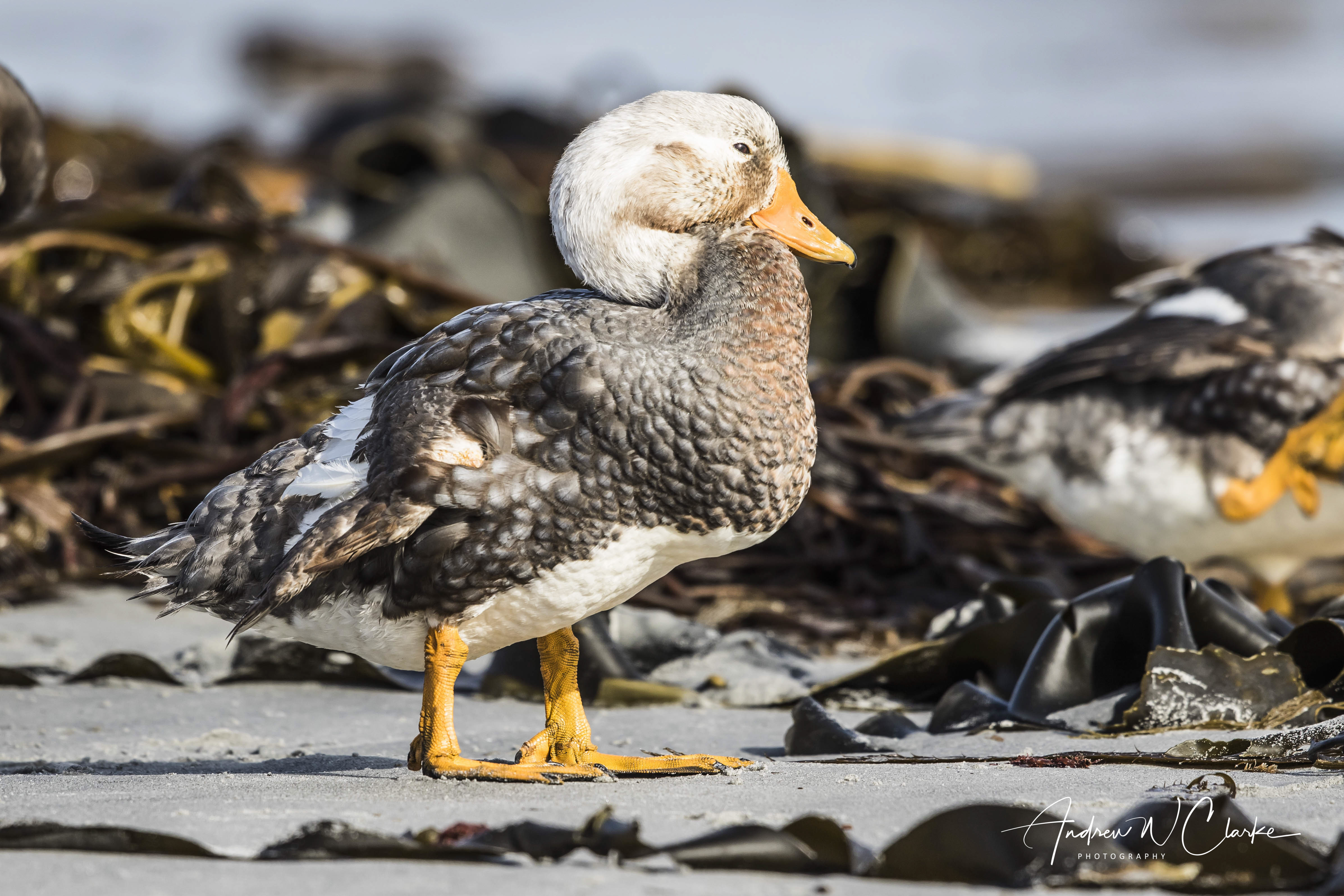 Falkland Steamer-Duck