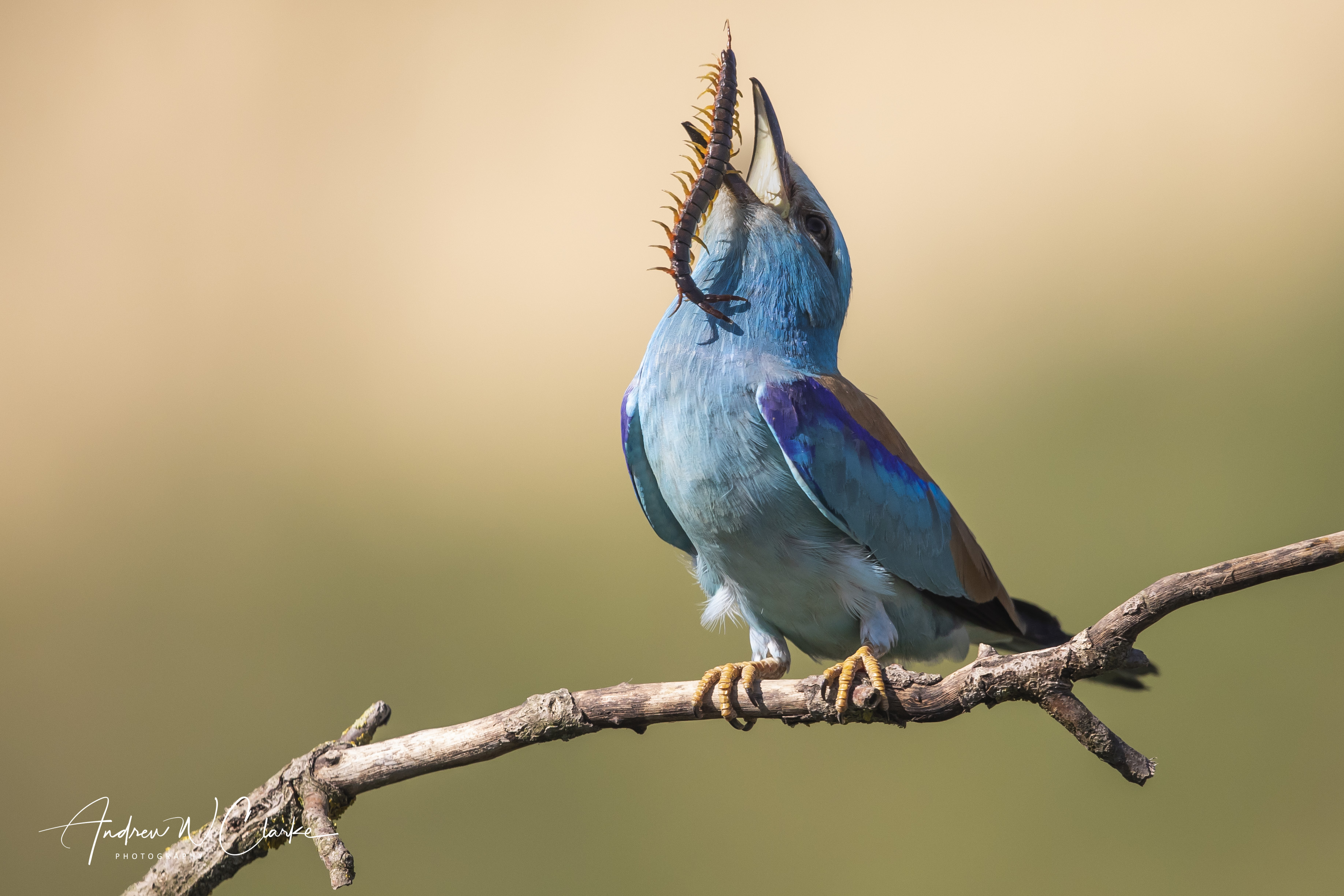 European Roller