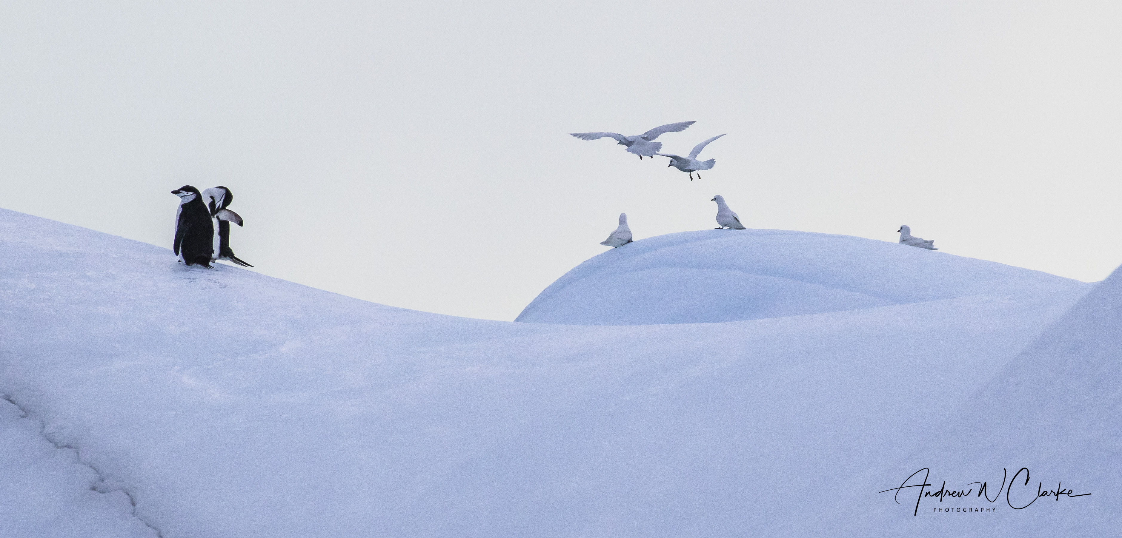 Chinstrap Penguin & Snow Petrel