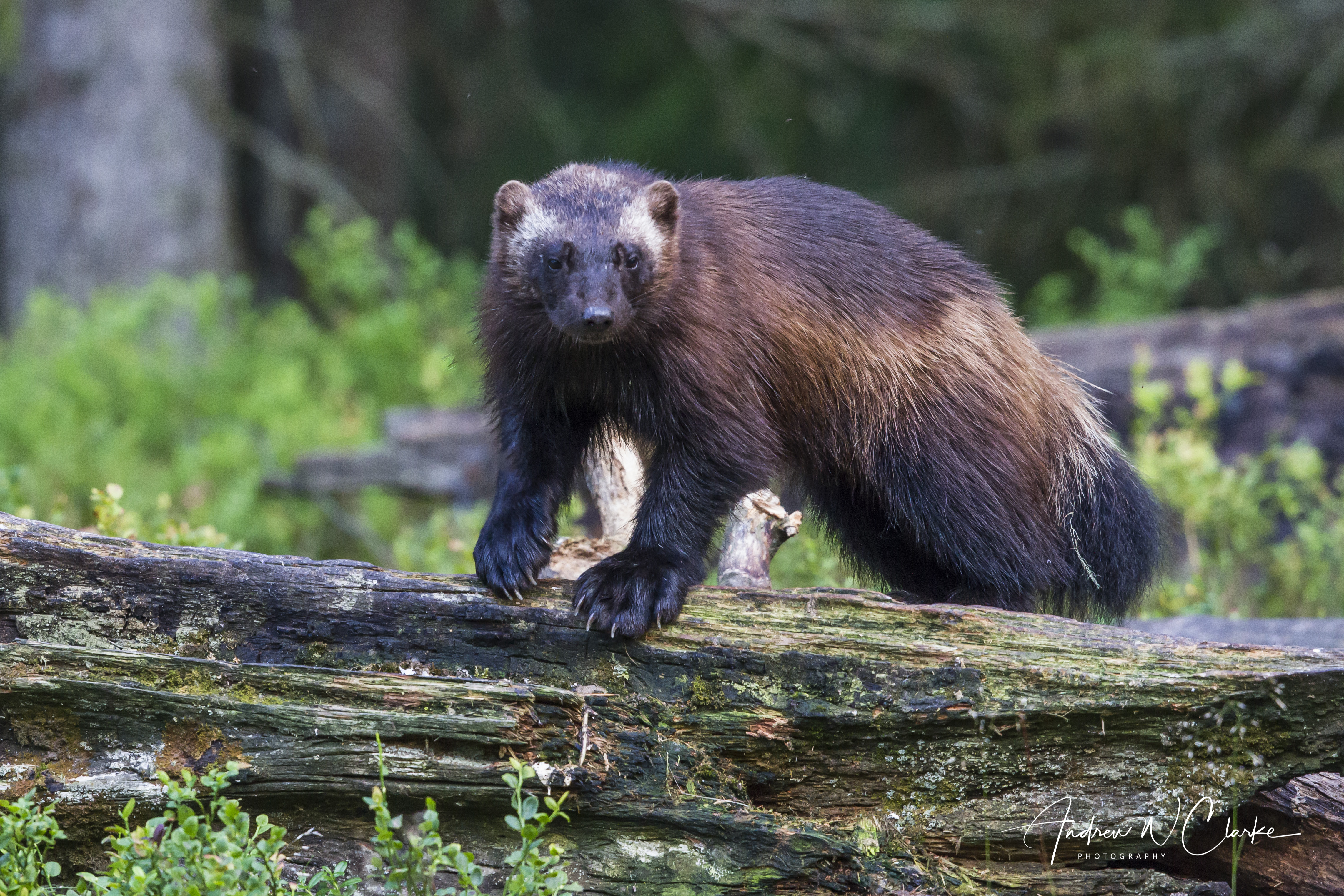 Wolverine