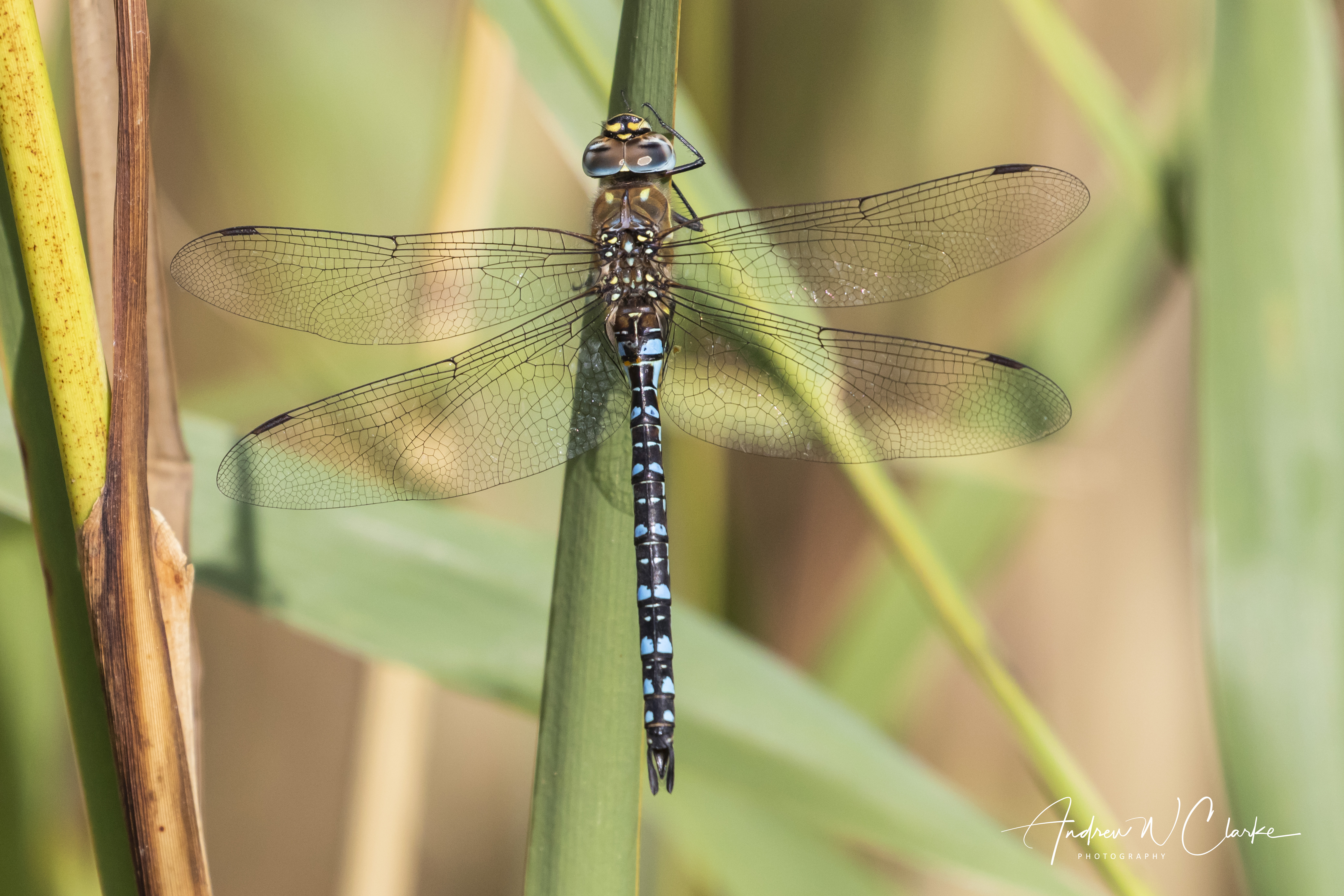 Migrant Hawker