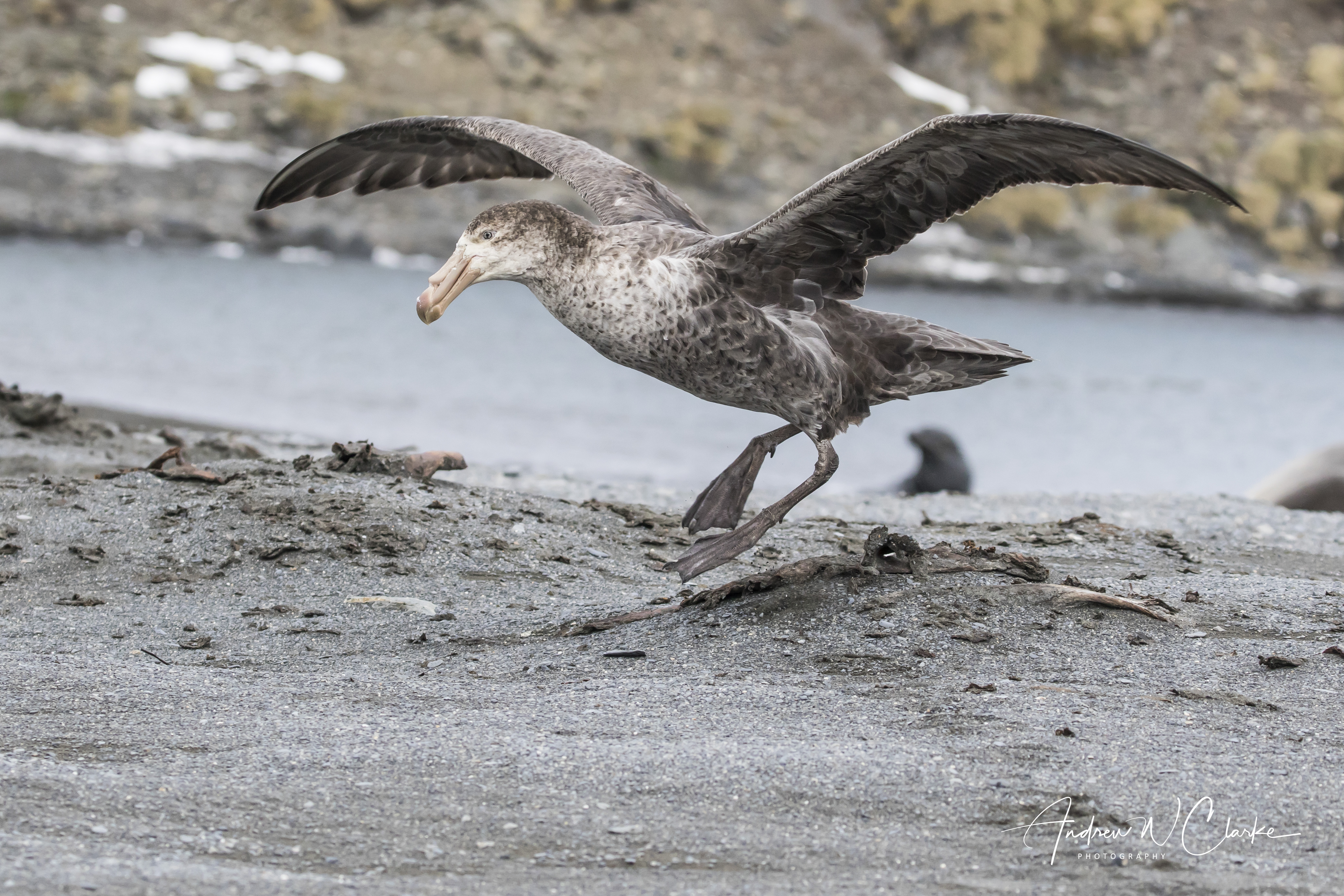 Northern Giant Petrel