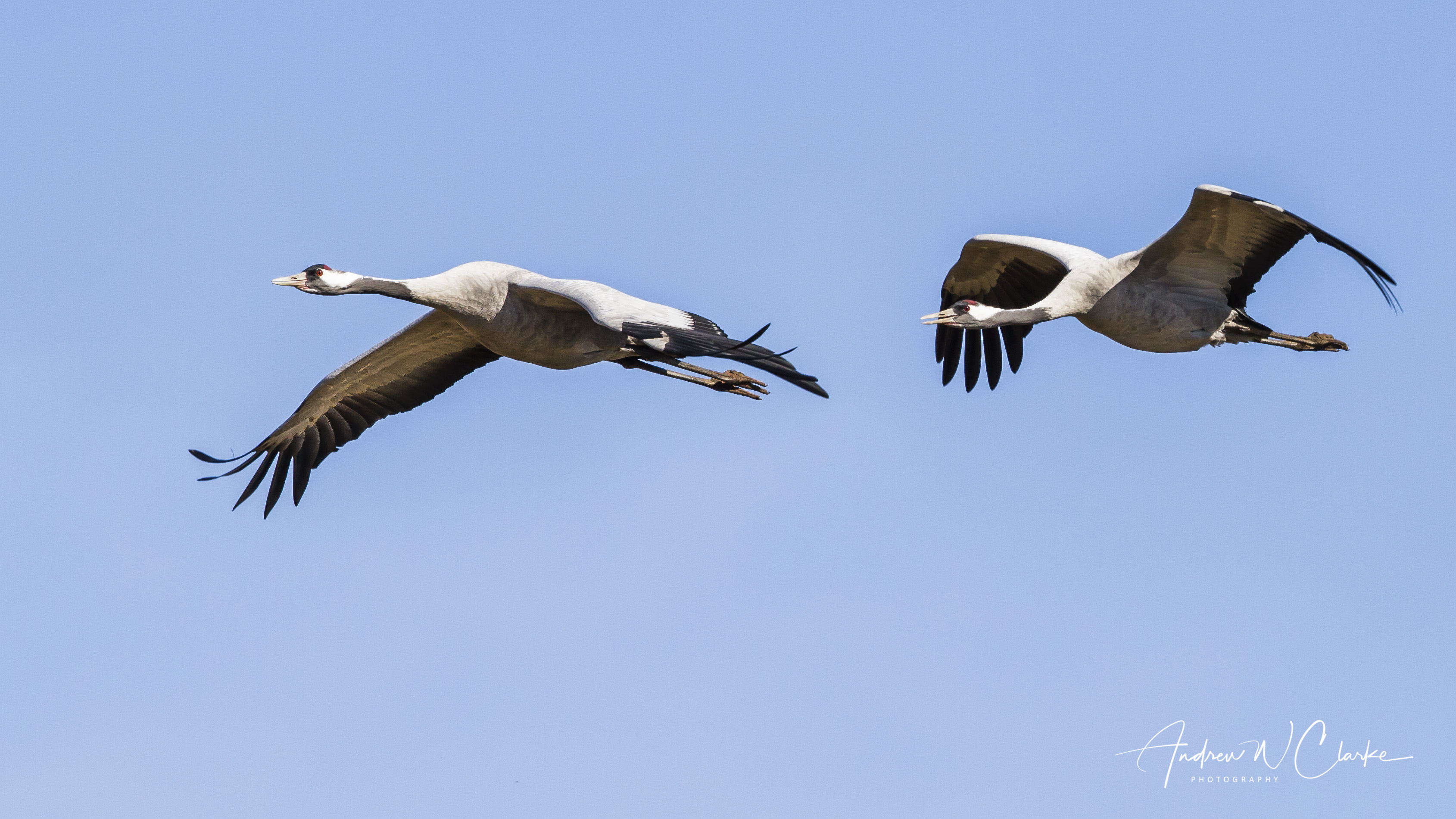 Common Crane / Trane