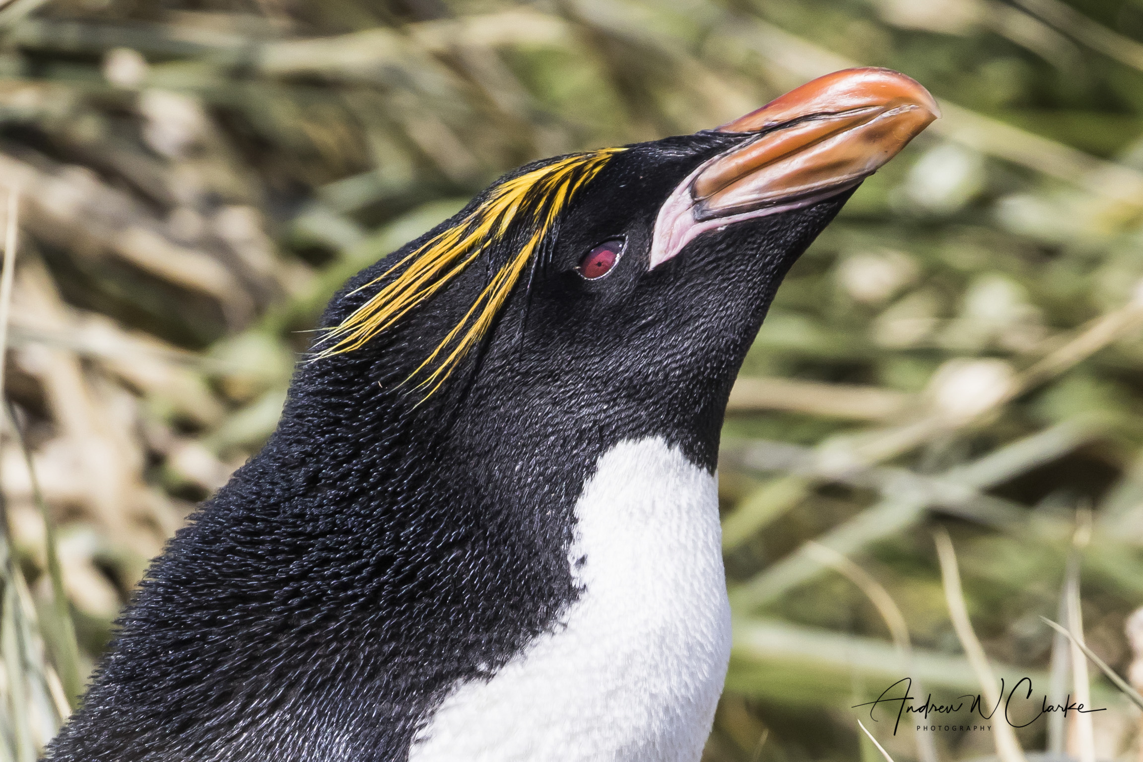 Macaroni Penguin