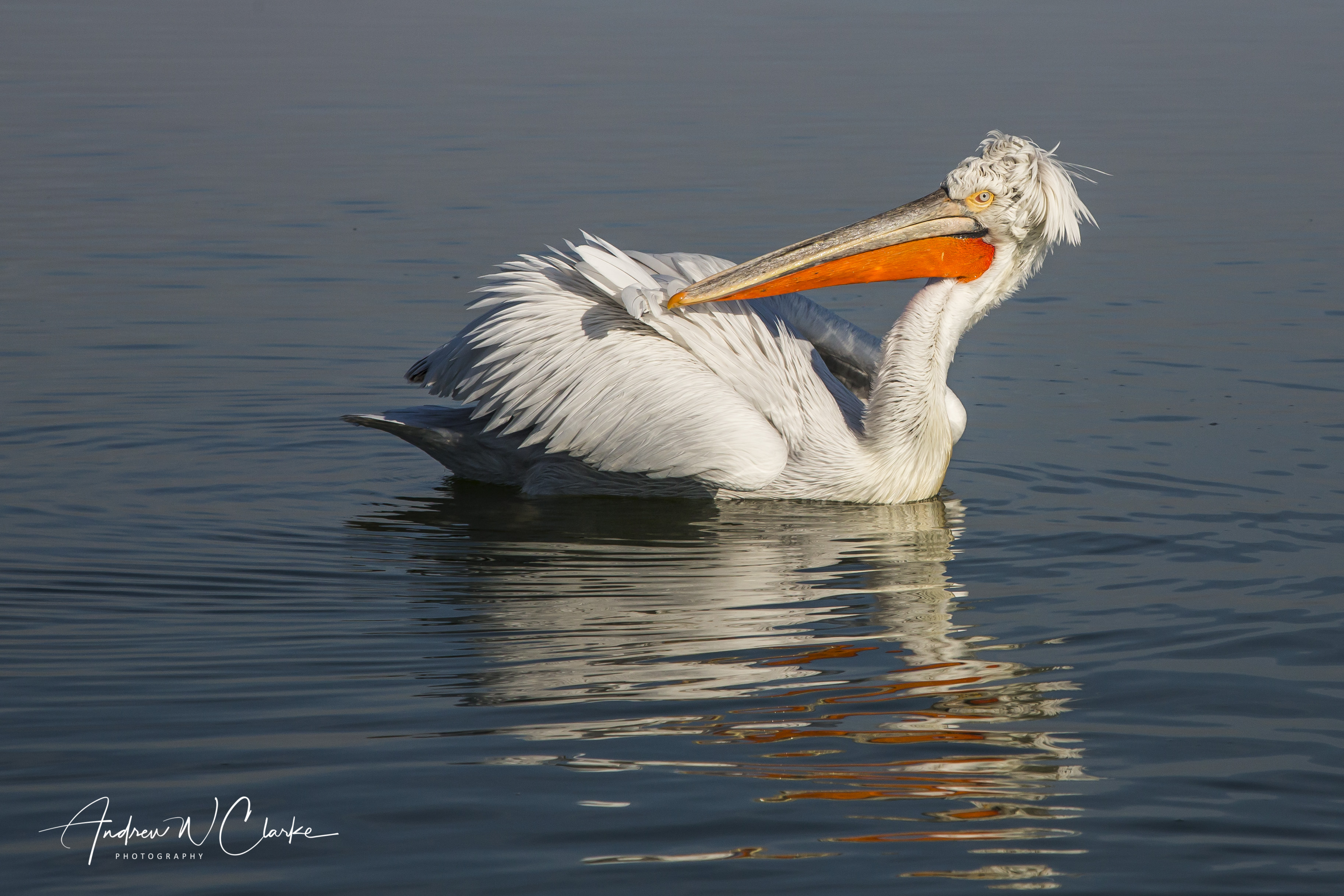 Dalmatian Pelican