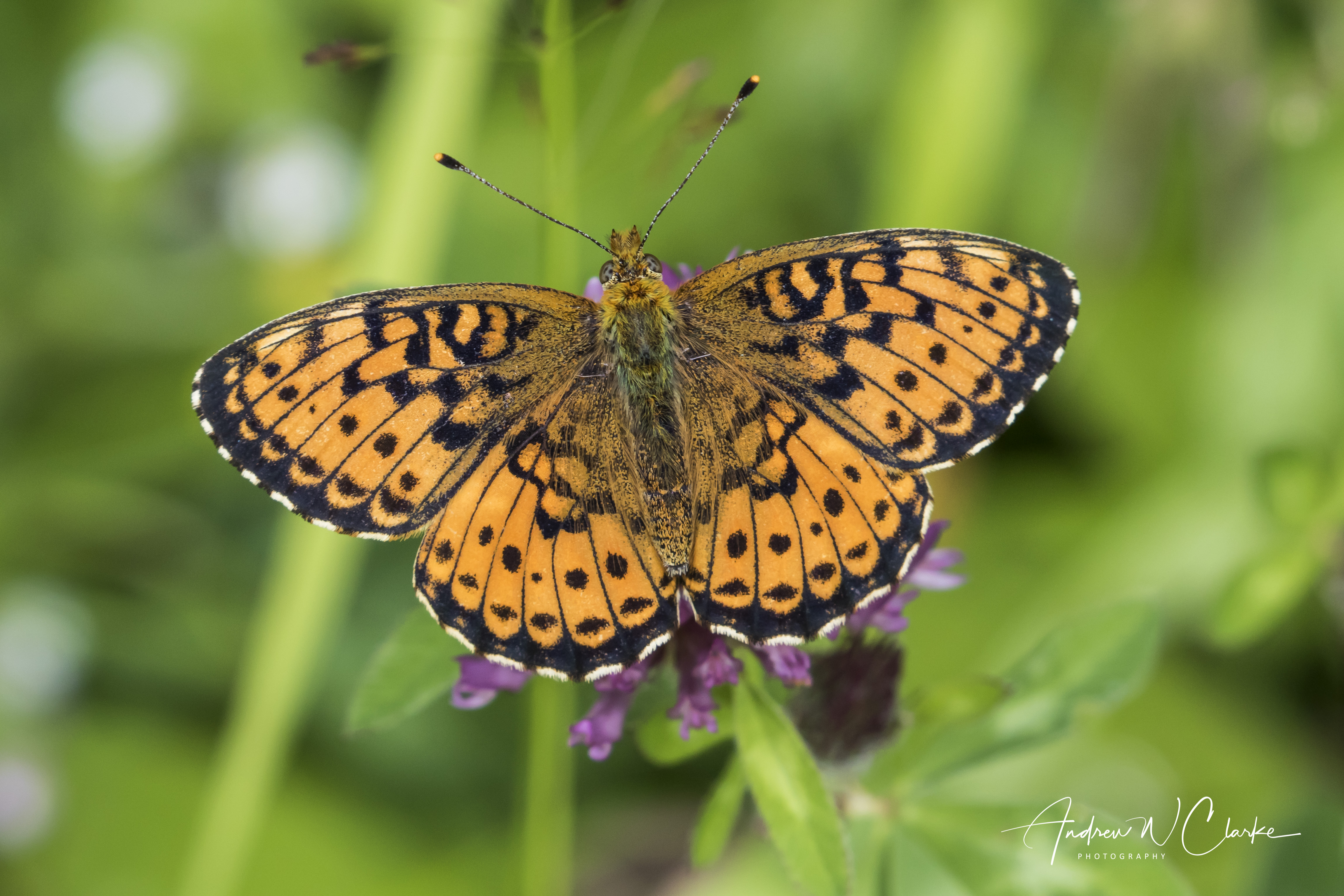 Lesser Marbled Fritillary