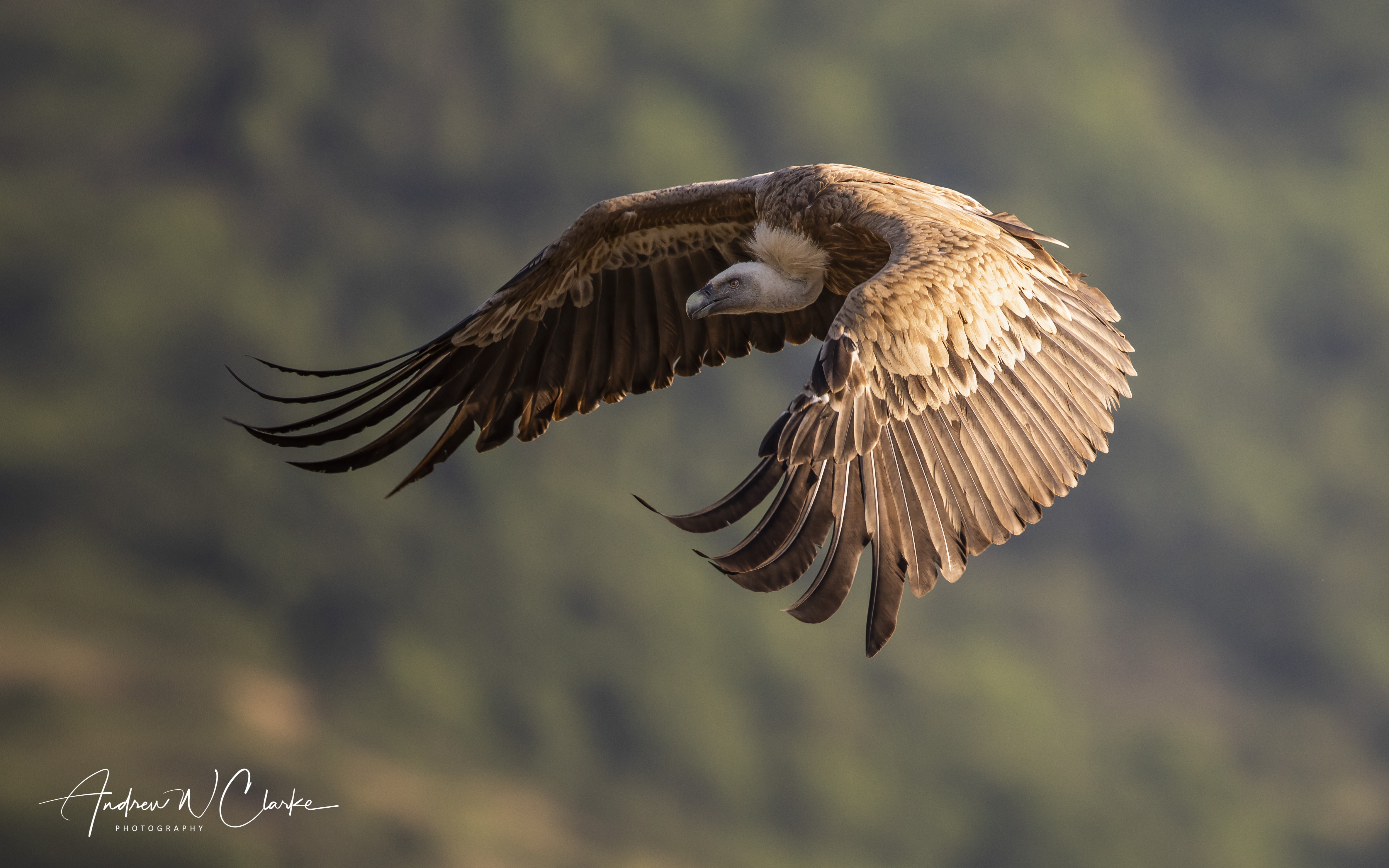 Eurasian Griffon