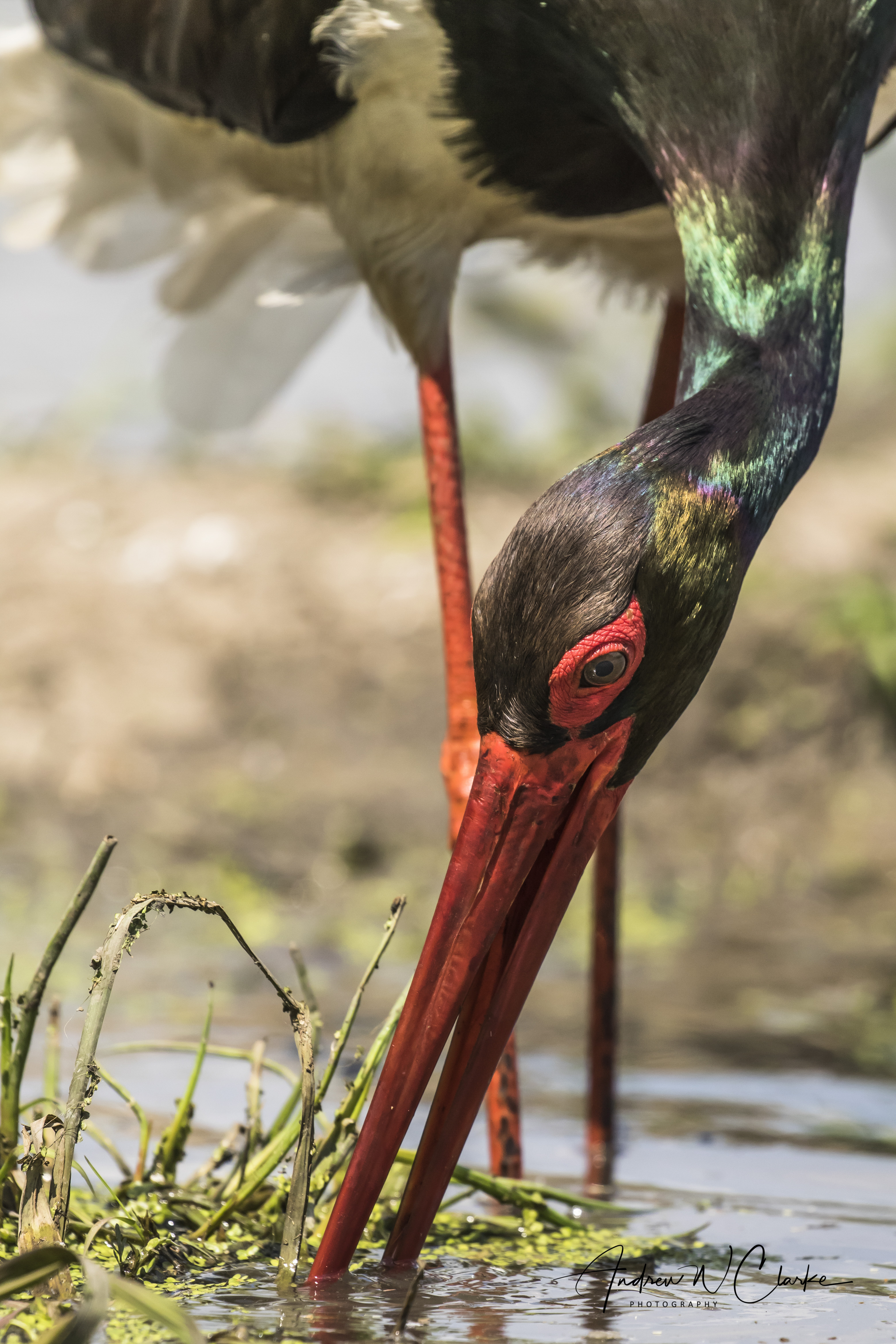 Black Stork