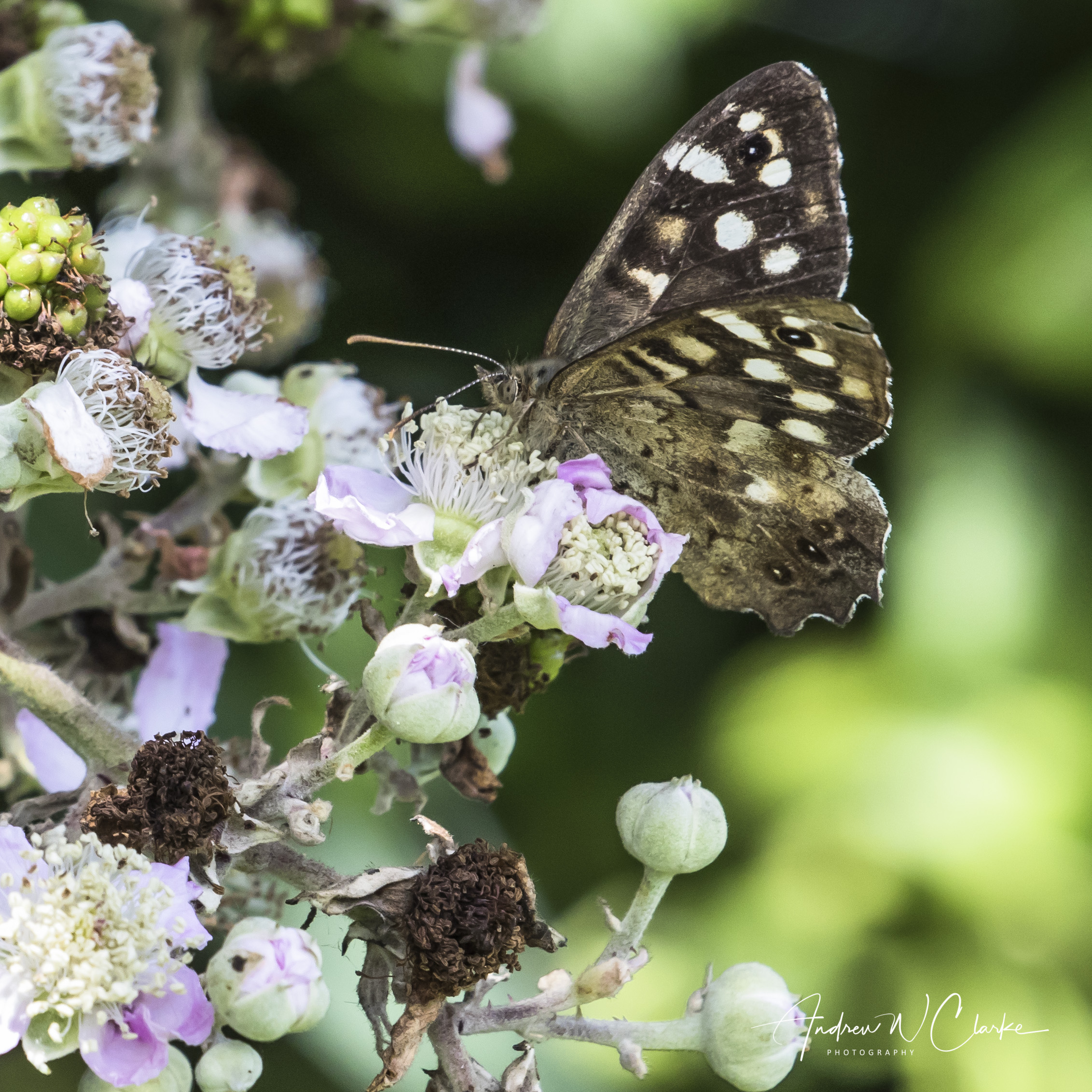 Speckled Wood