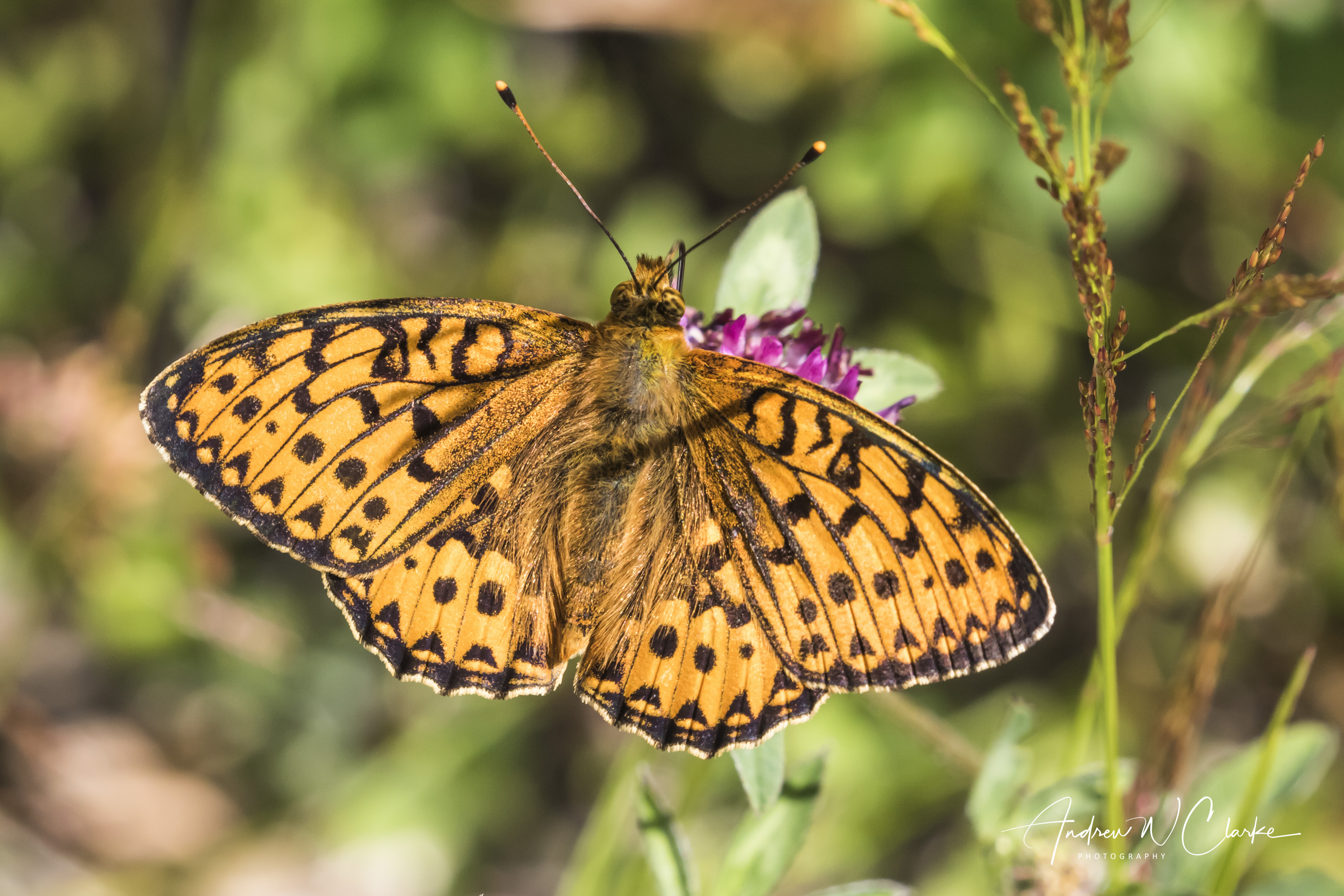 Dark Green Fritillary
