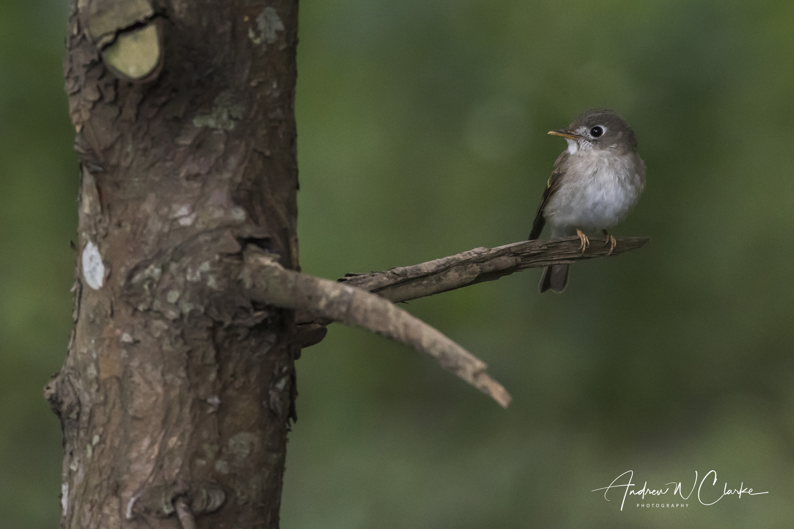 Brown-breasted Flycatcher