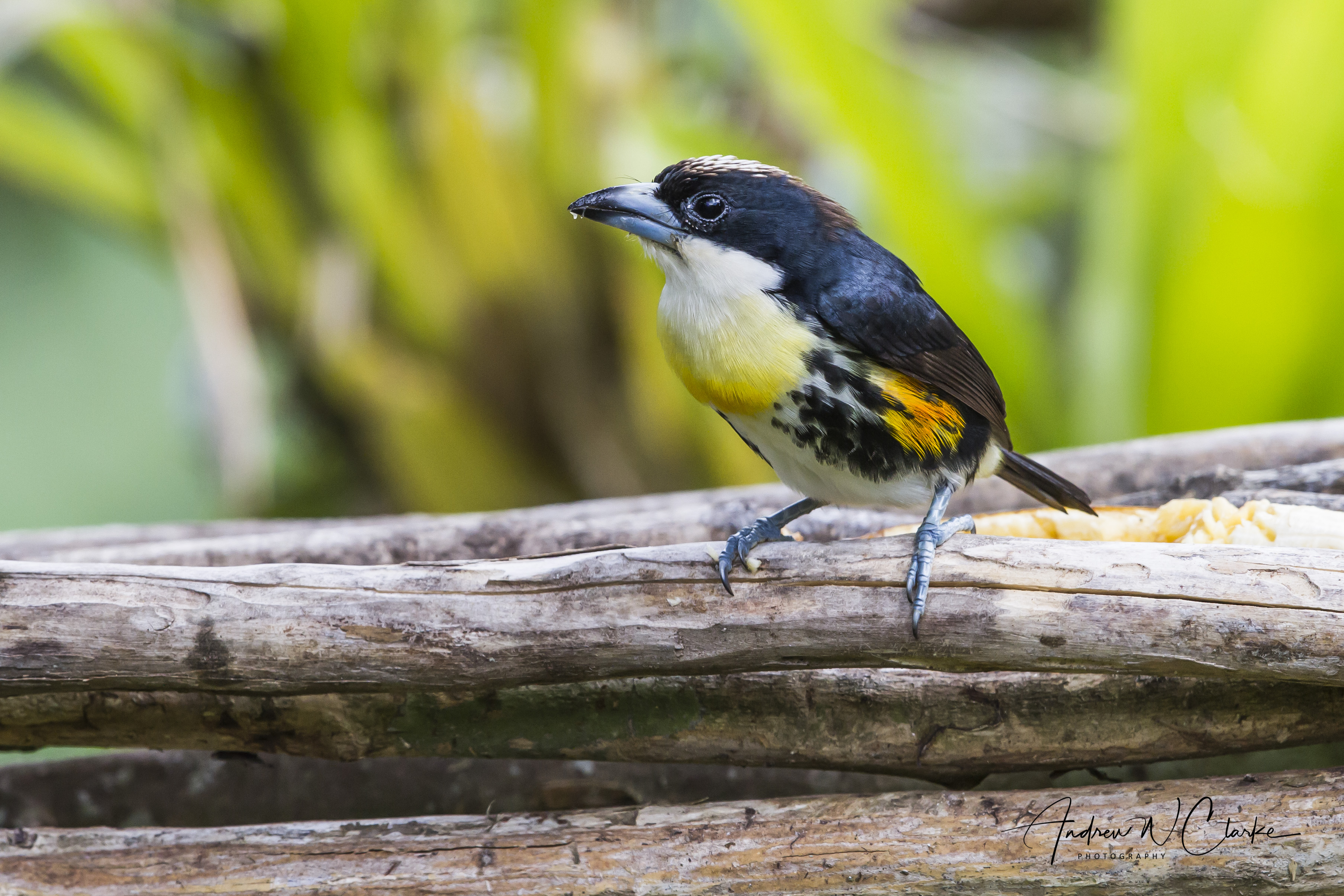 Spot-crowned Barbet