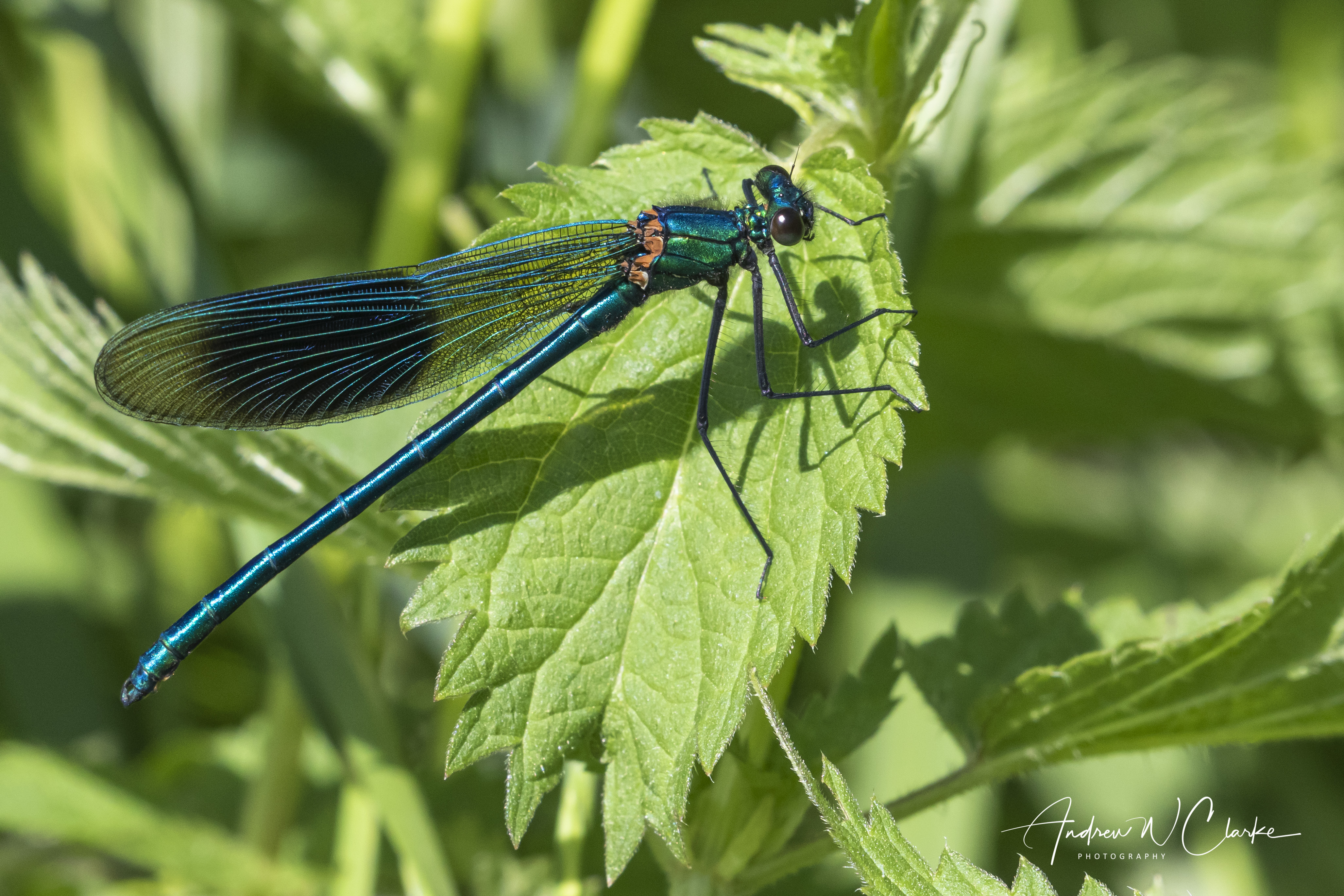 Banded Demoiselle