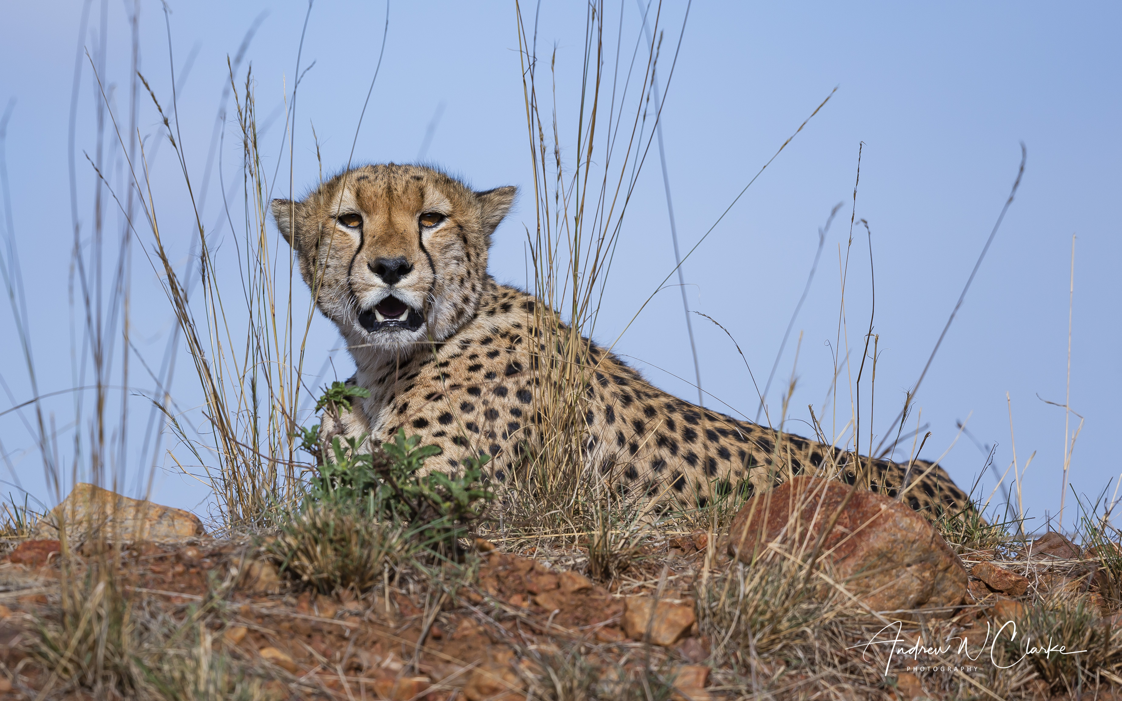 Cheetah
