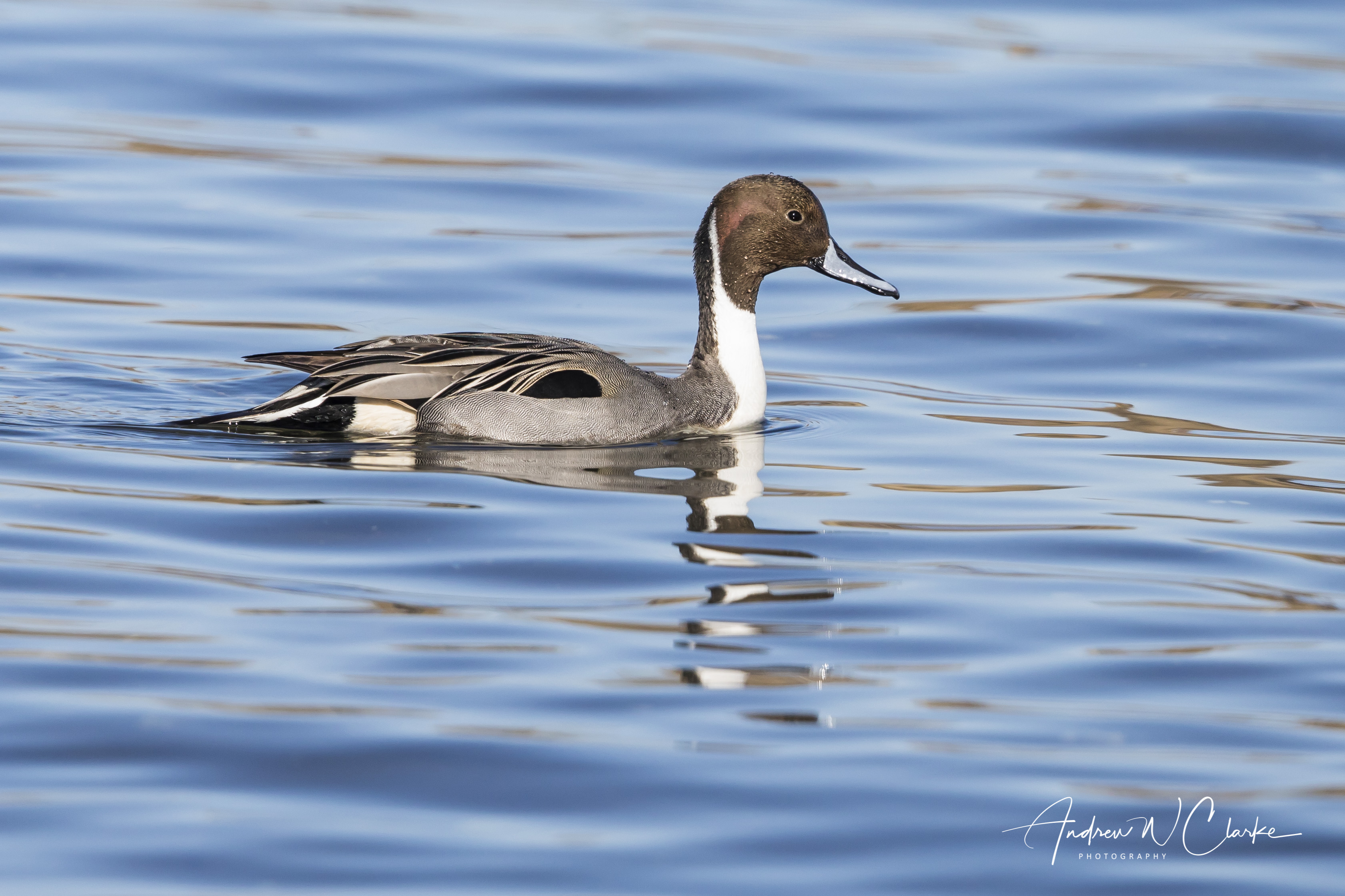 Northern Pintail / Stjertand