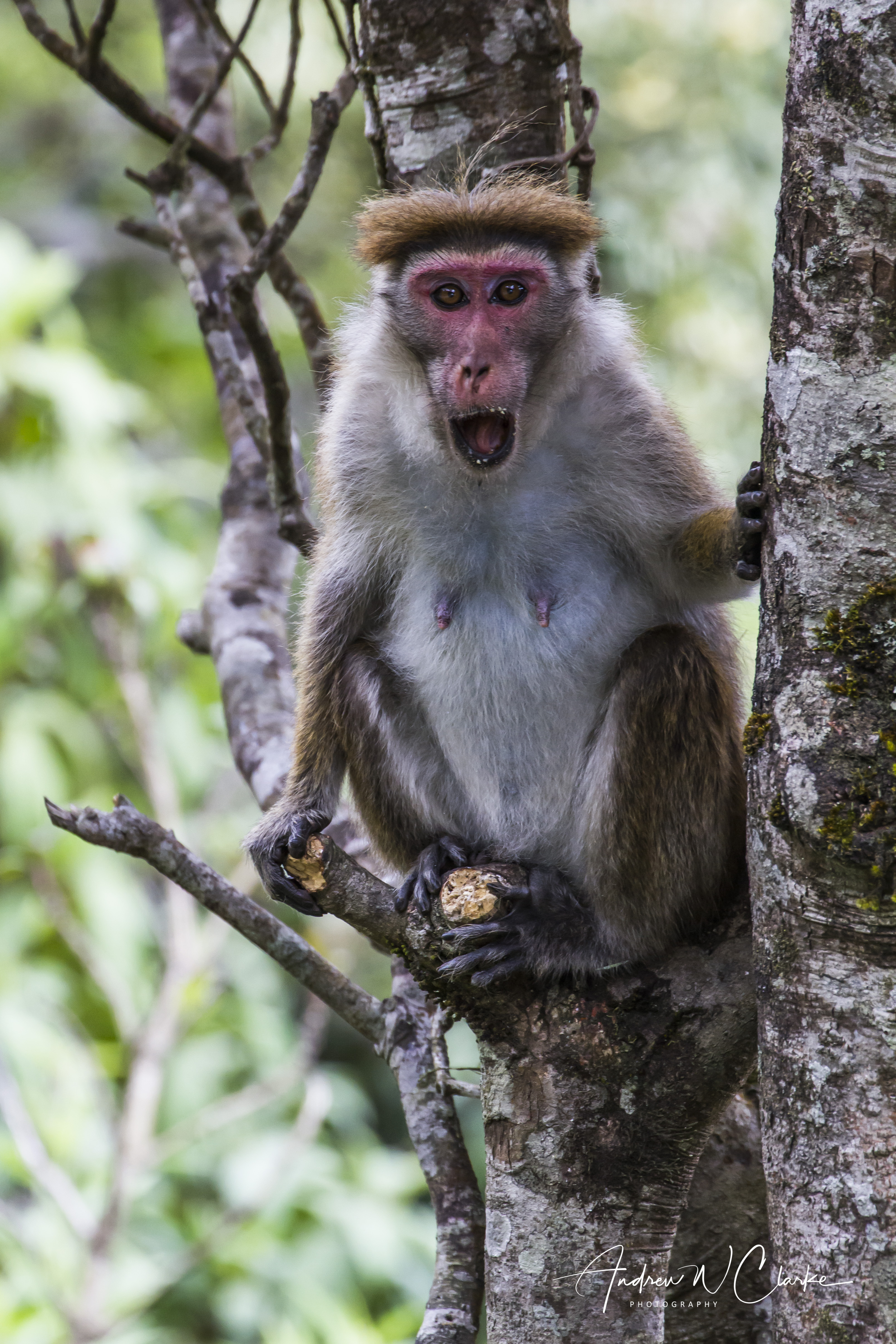 Highland Toque Macaque