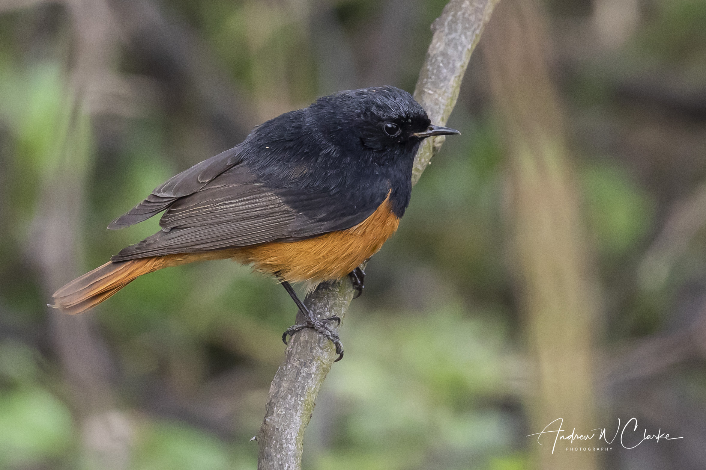 Black Redstart