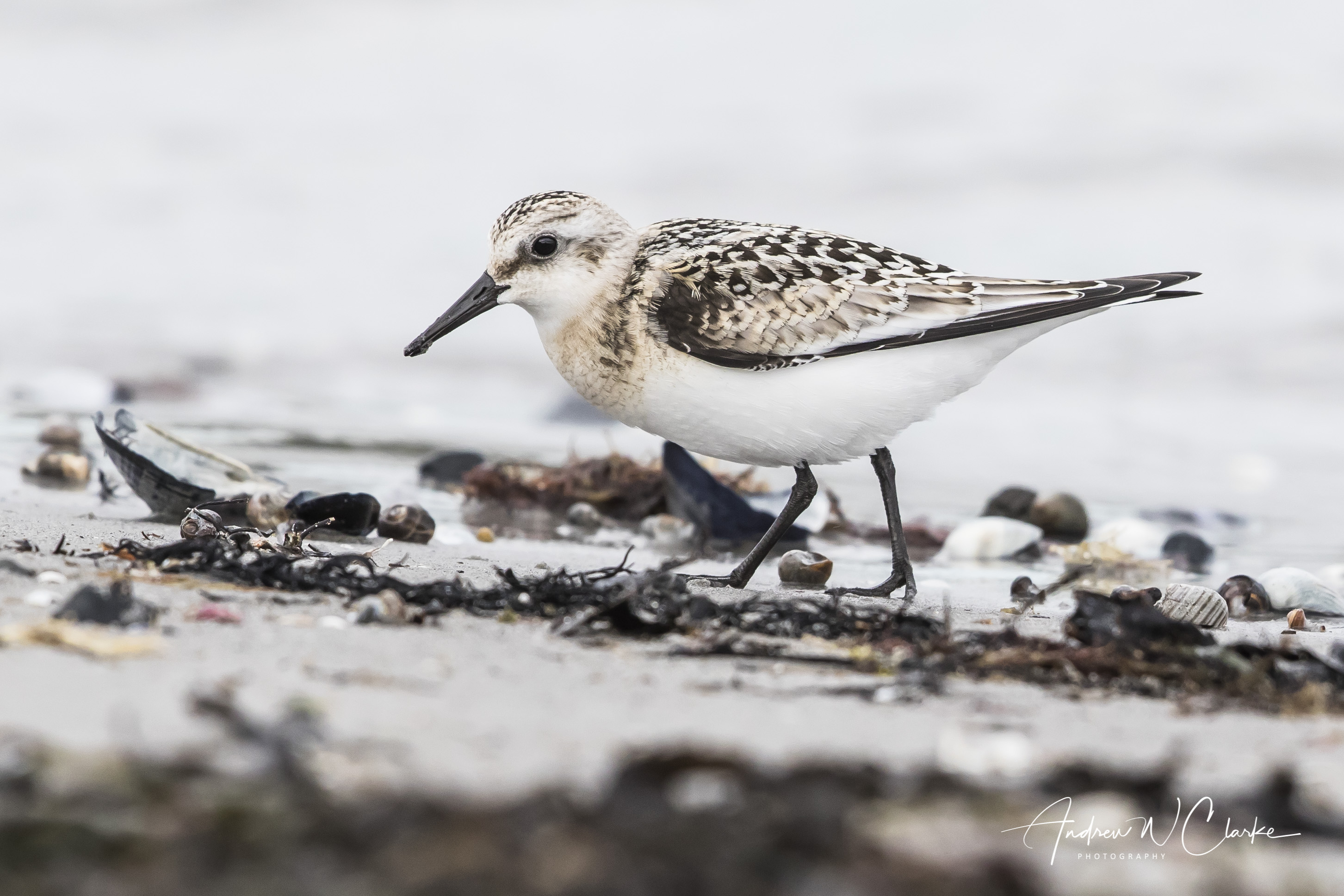 Sanderling / Sandløper