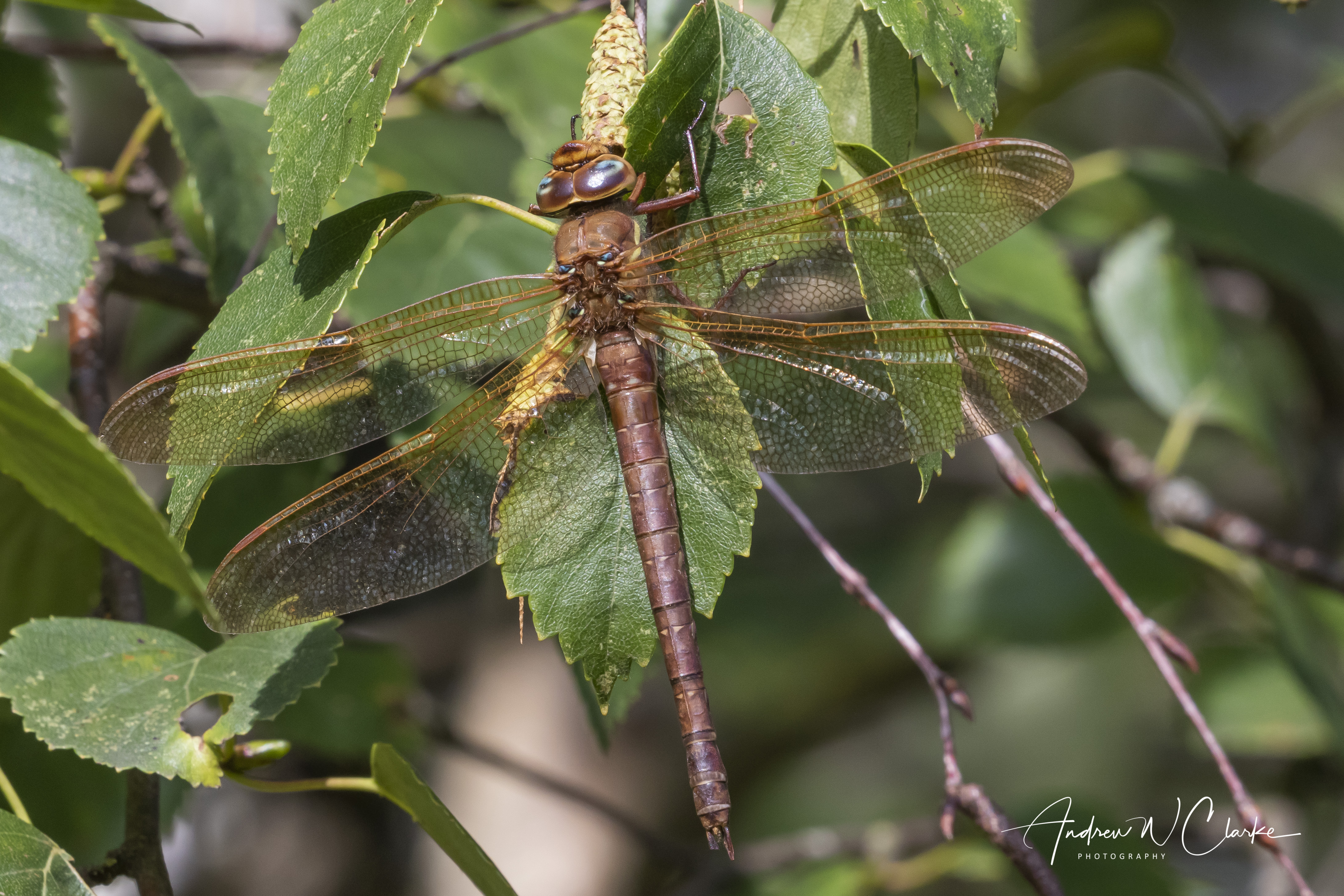 Brown Hawker
