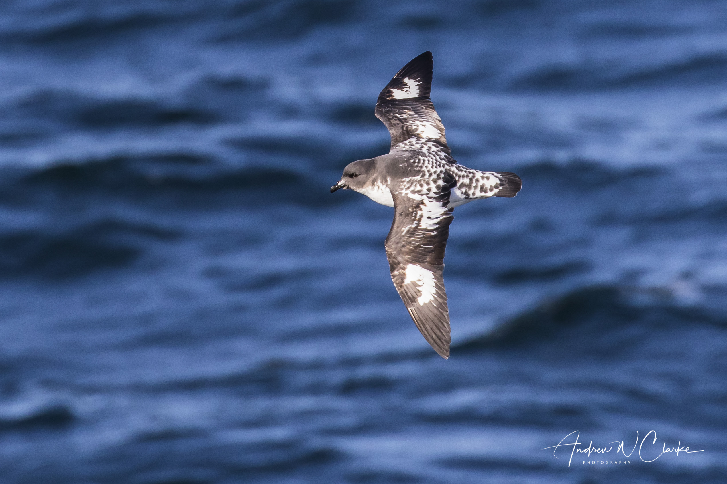 Cape Petrel