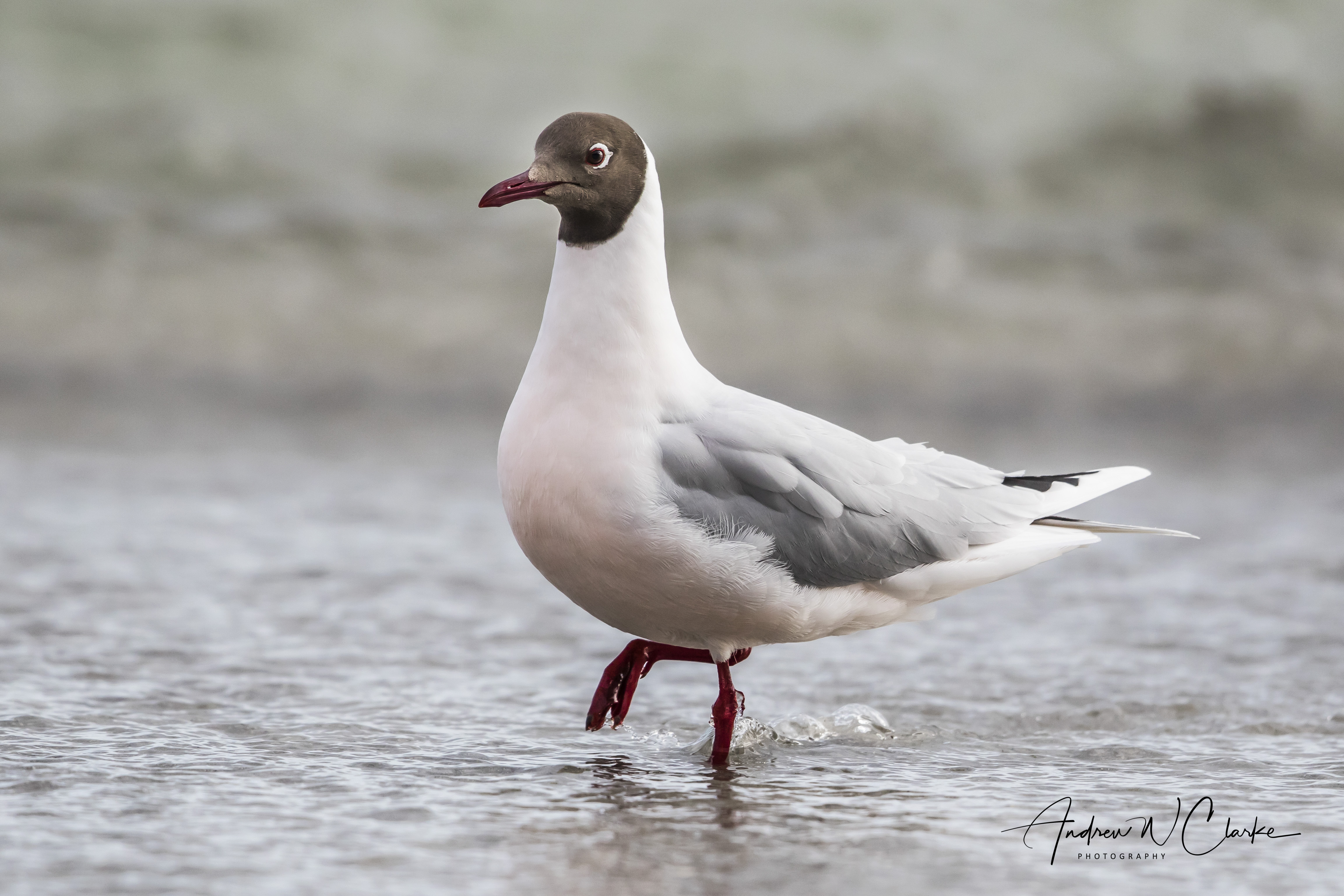 Brown-hooded Gull