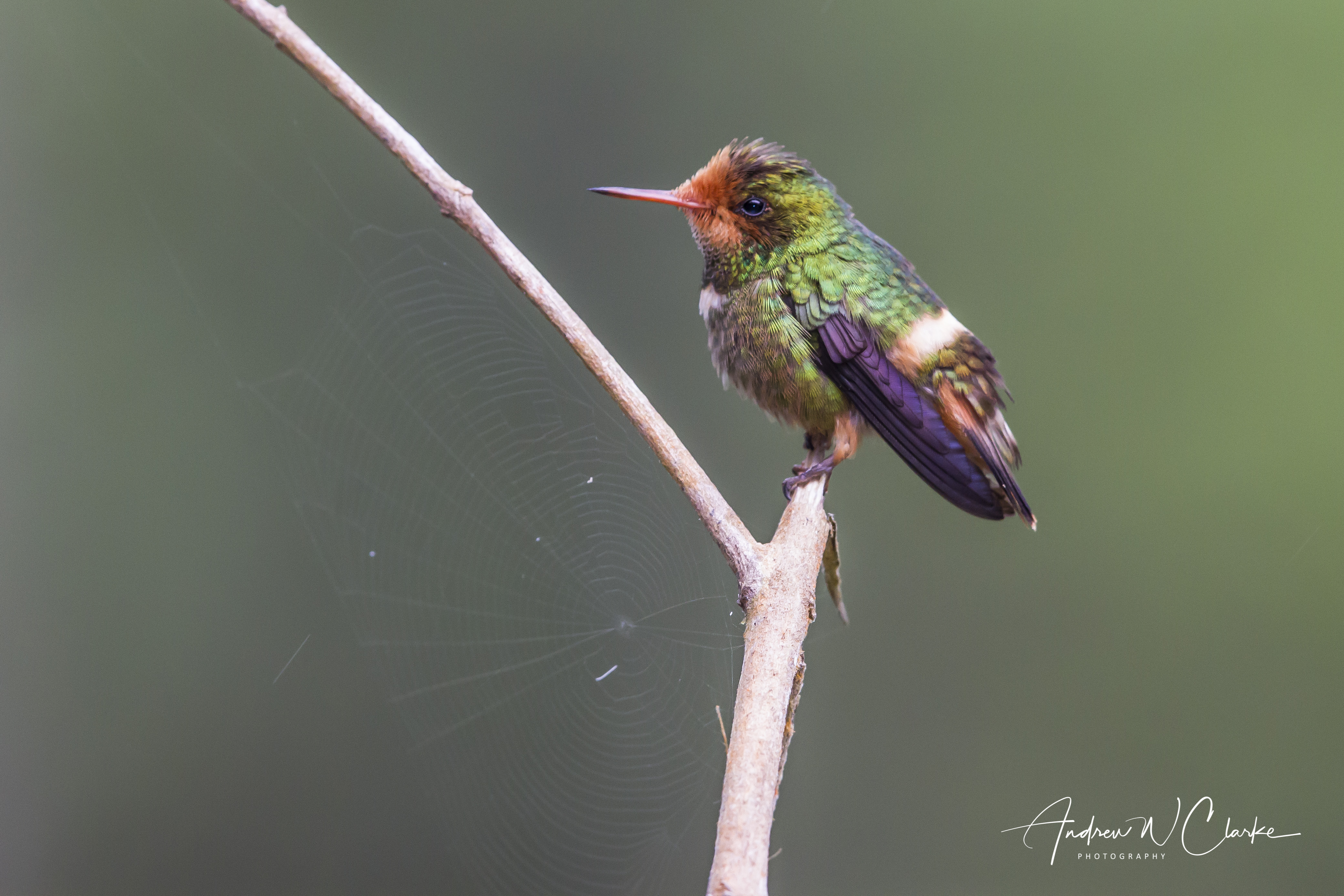 Rufous-crested Coquette