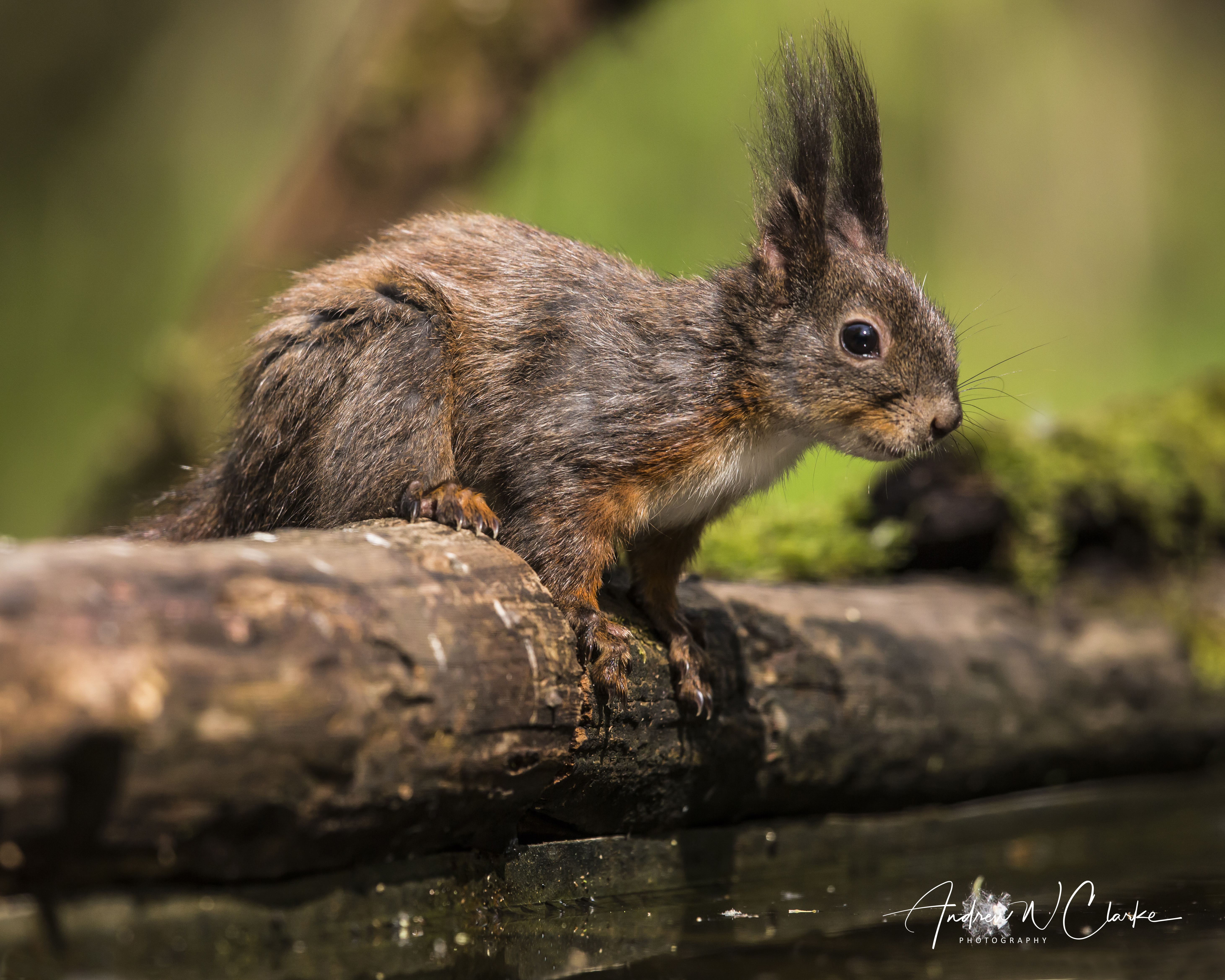 Eurasian Red Squirrel