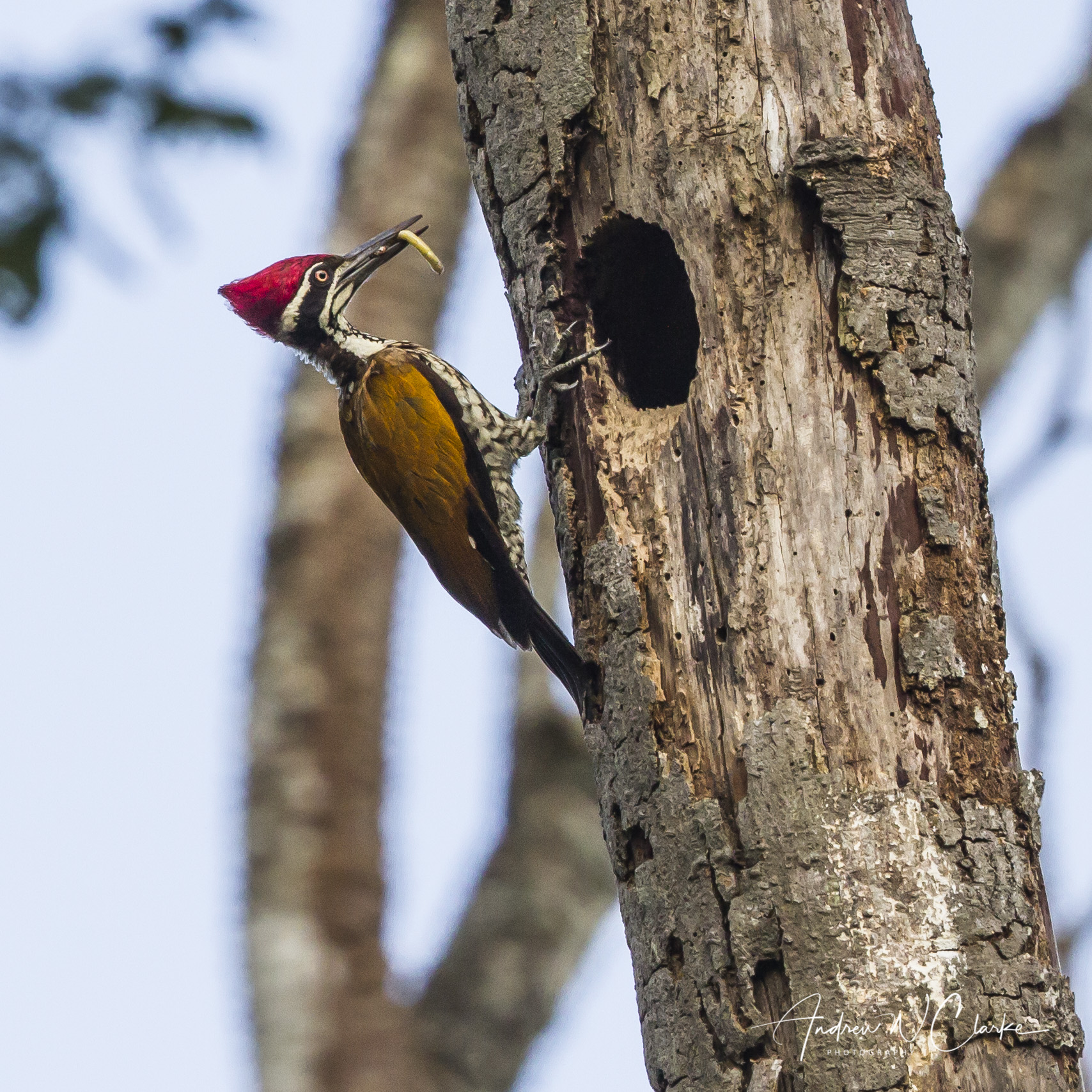 Greater Flameback