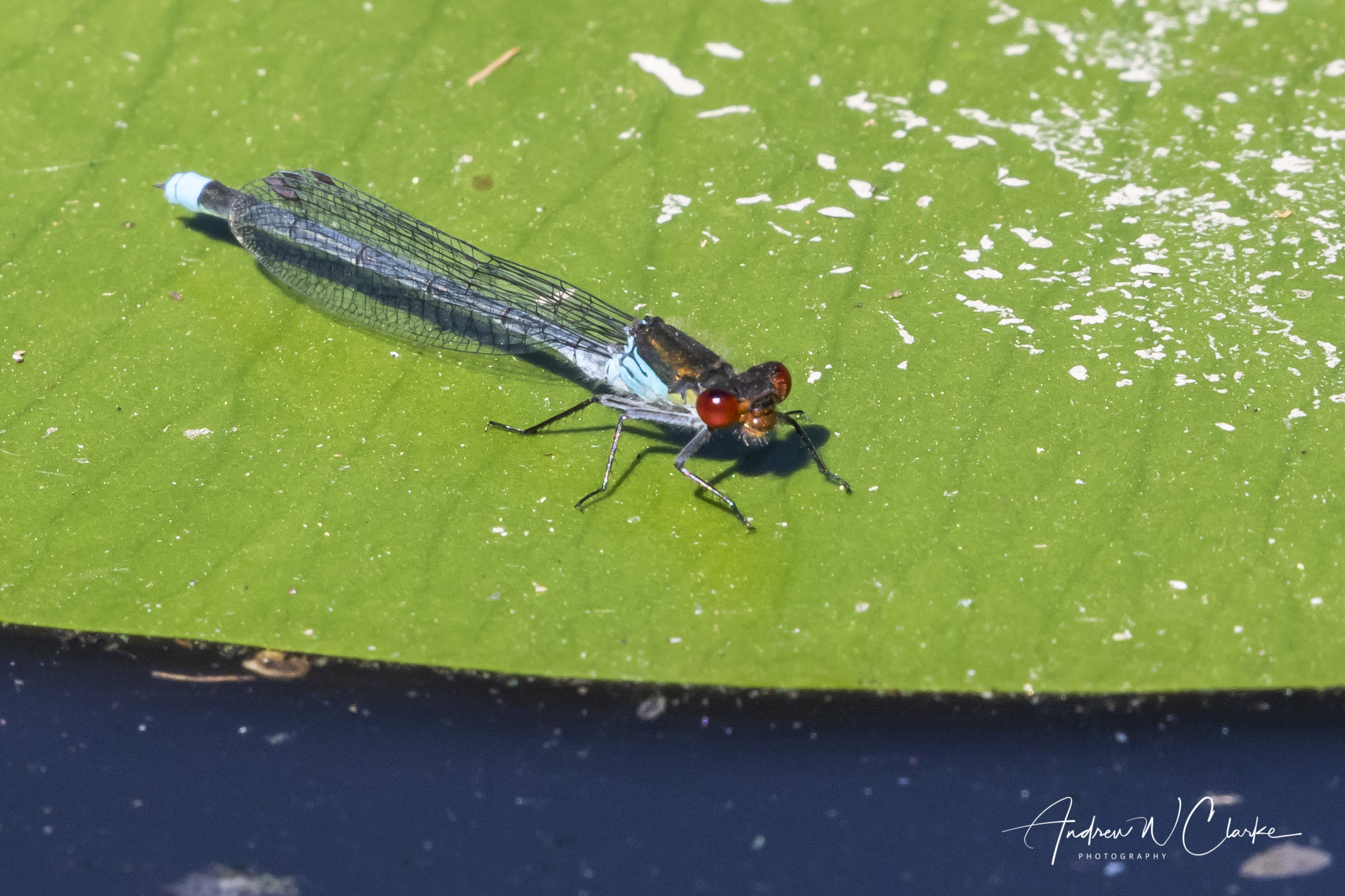 Large Redeye