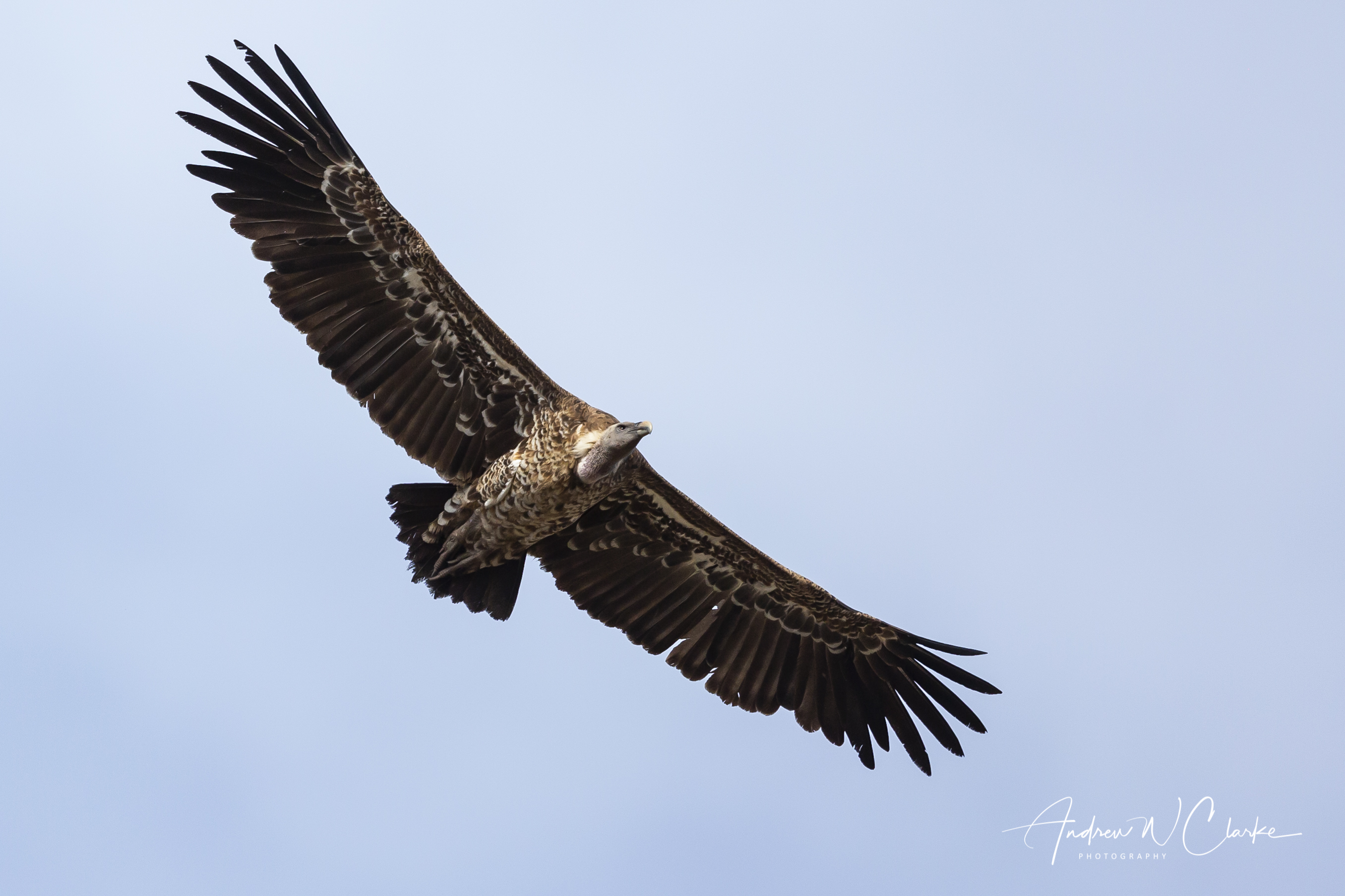 Rüppell's Griffon