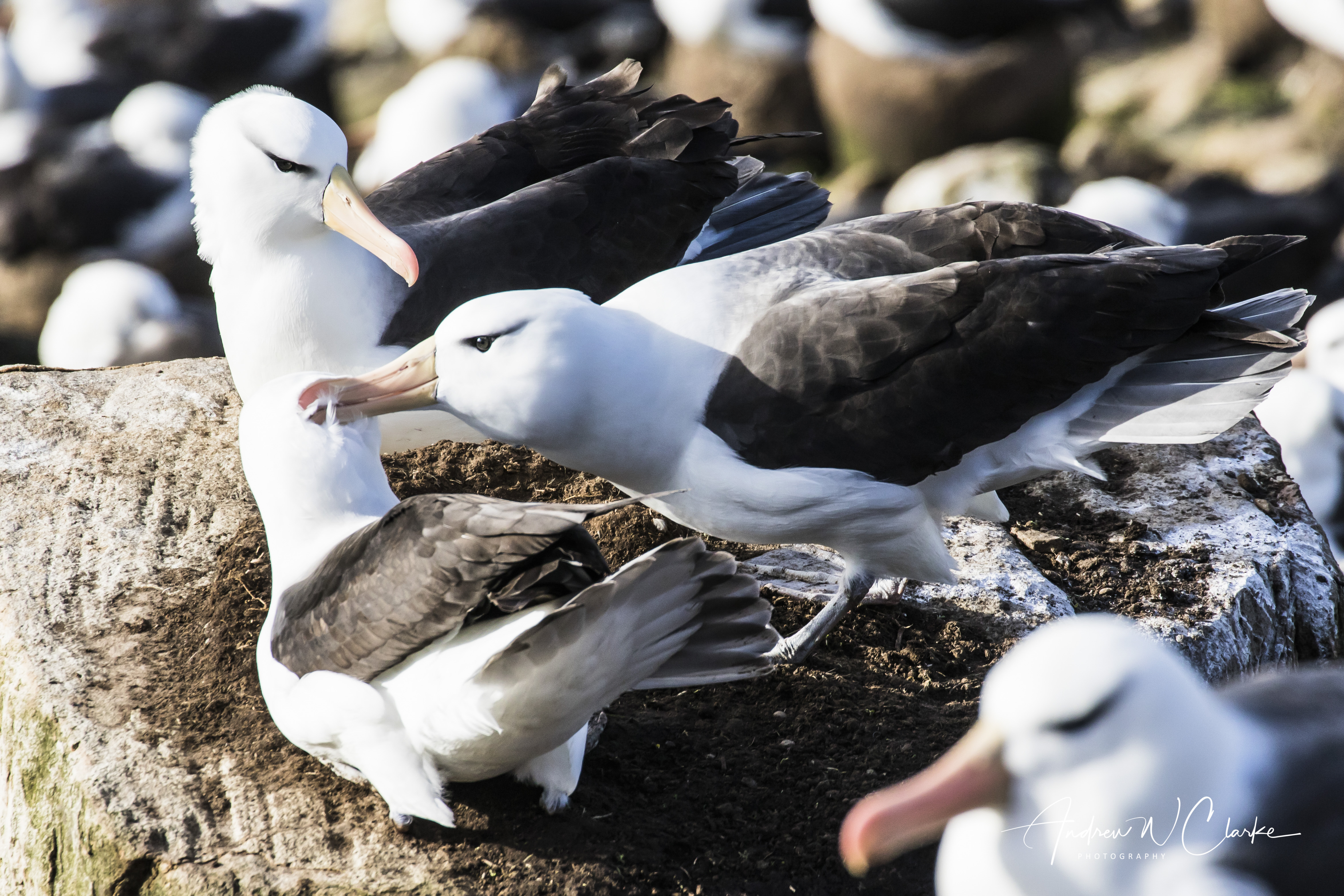 Black-browed Albatross