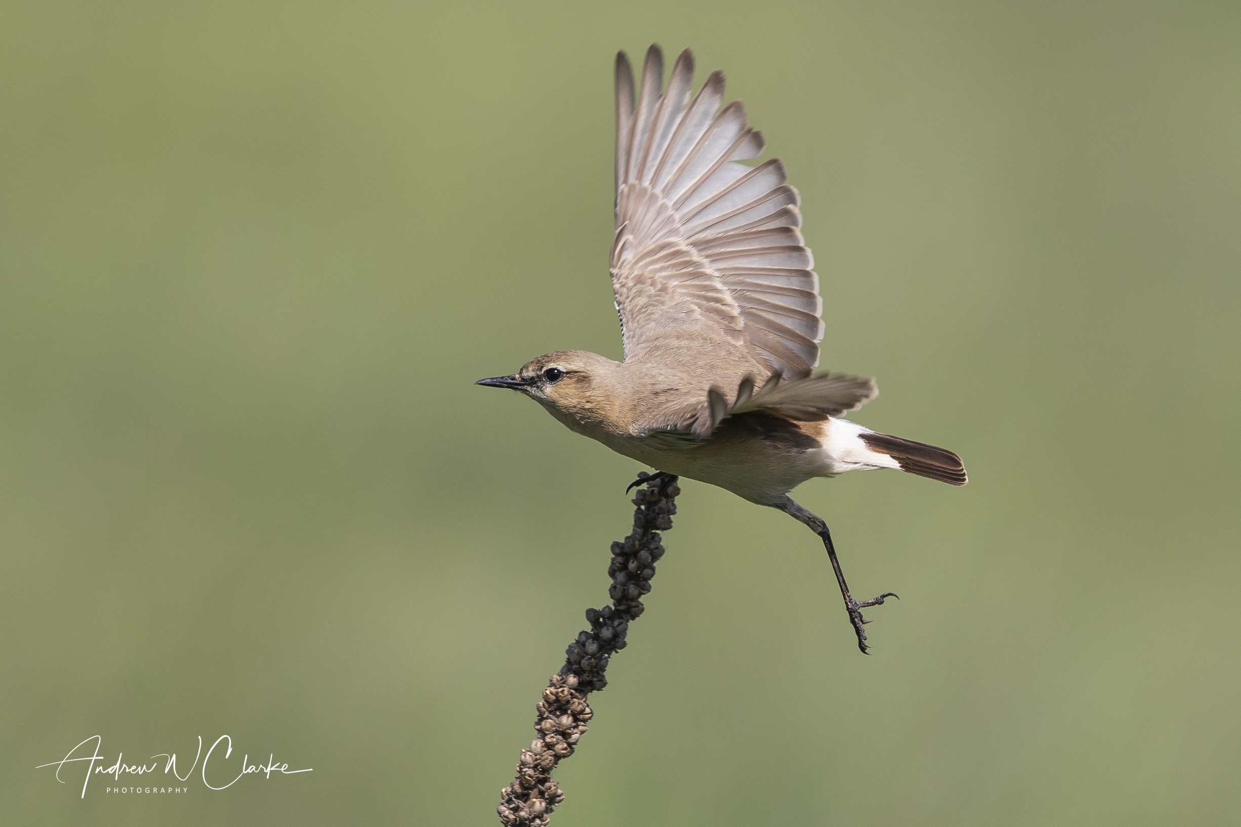 Isabelline Wheatear