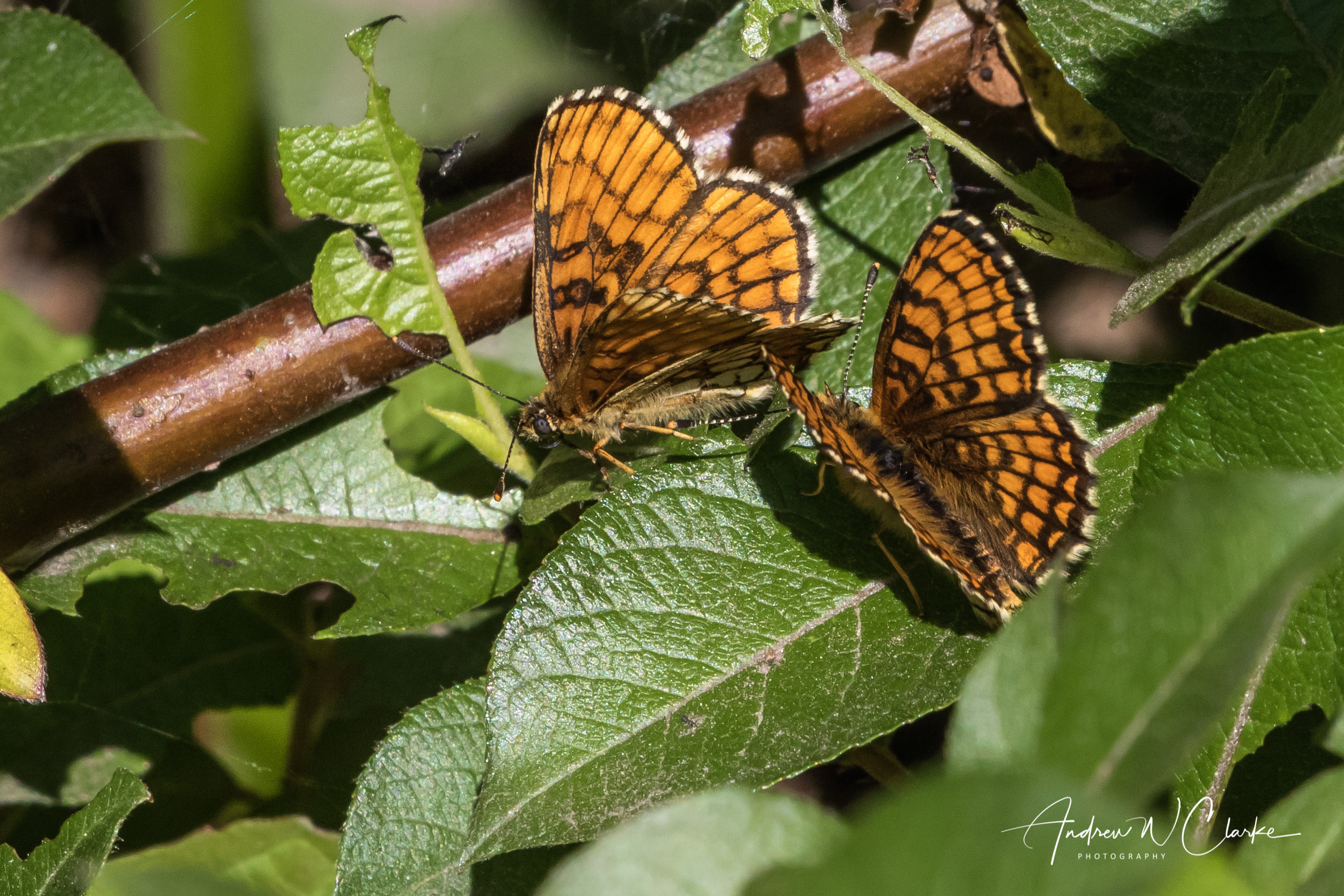 Heath Fritillary