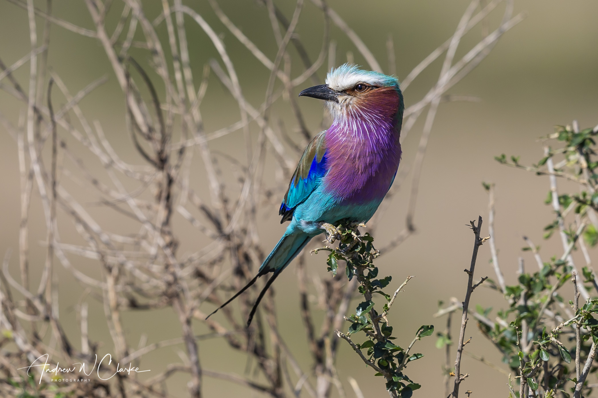 Lilac-breasted Roller