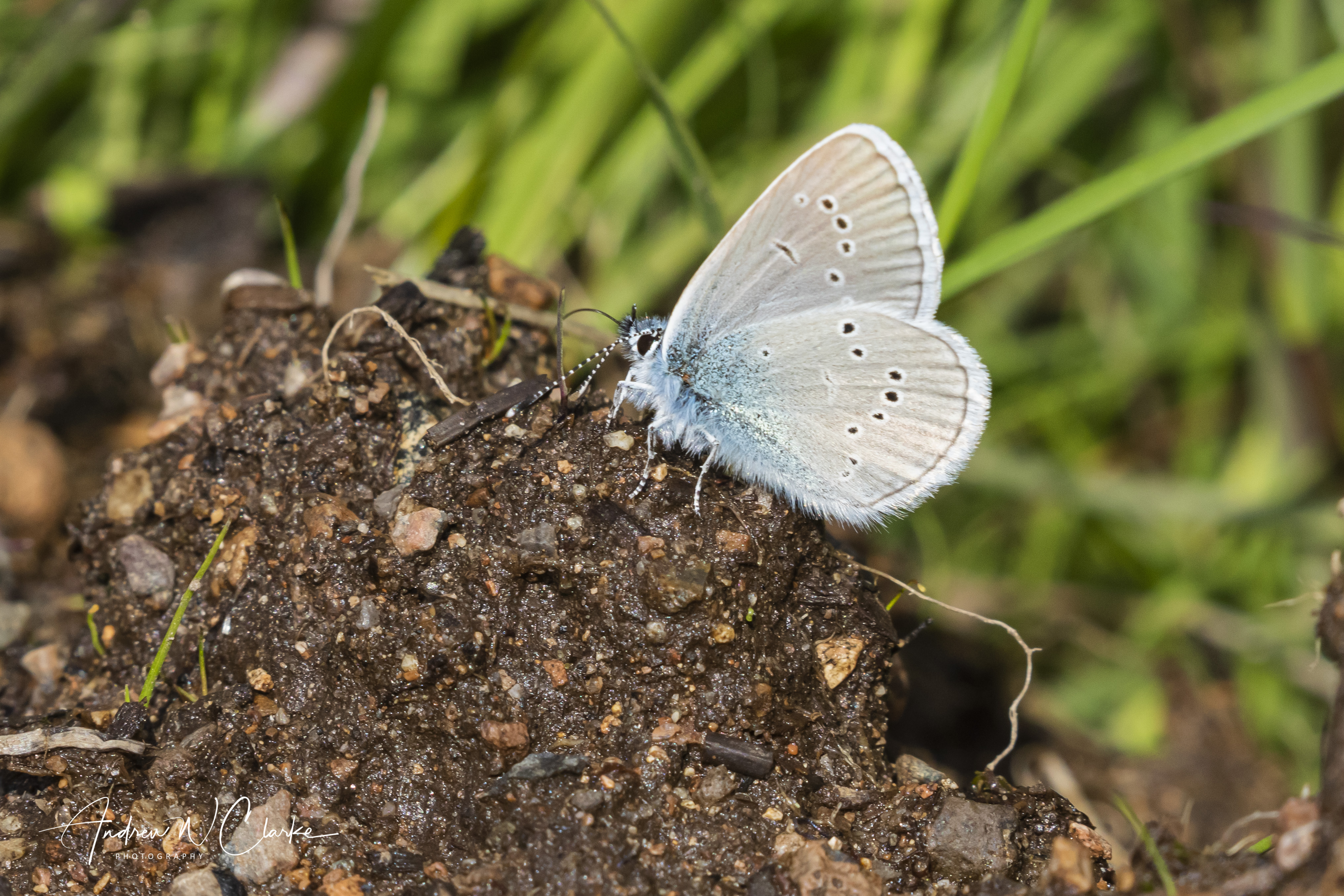 Mazarine Blue